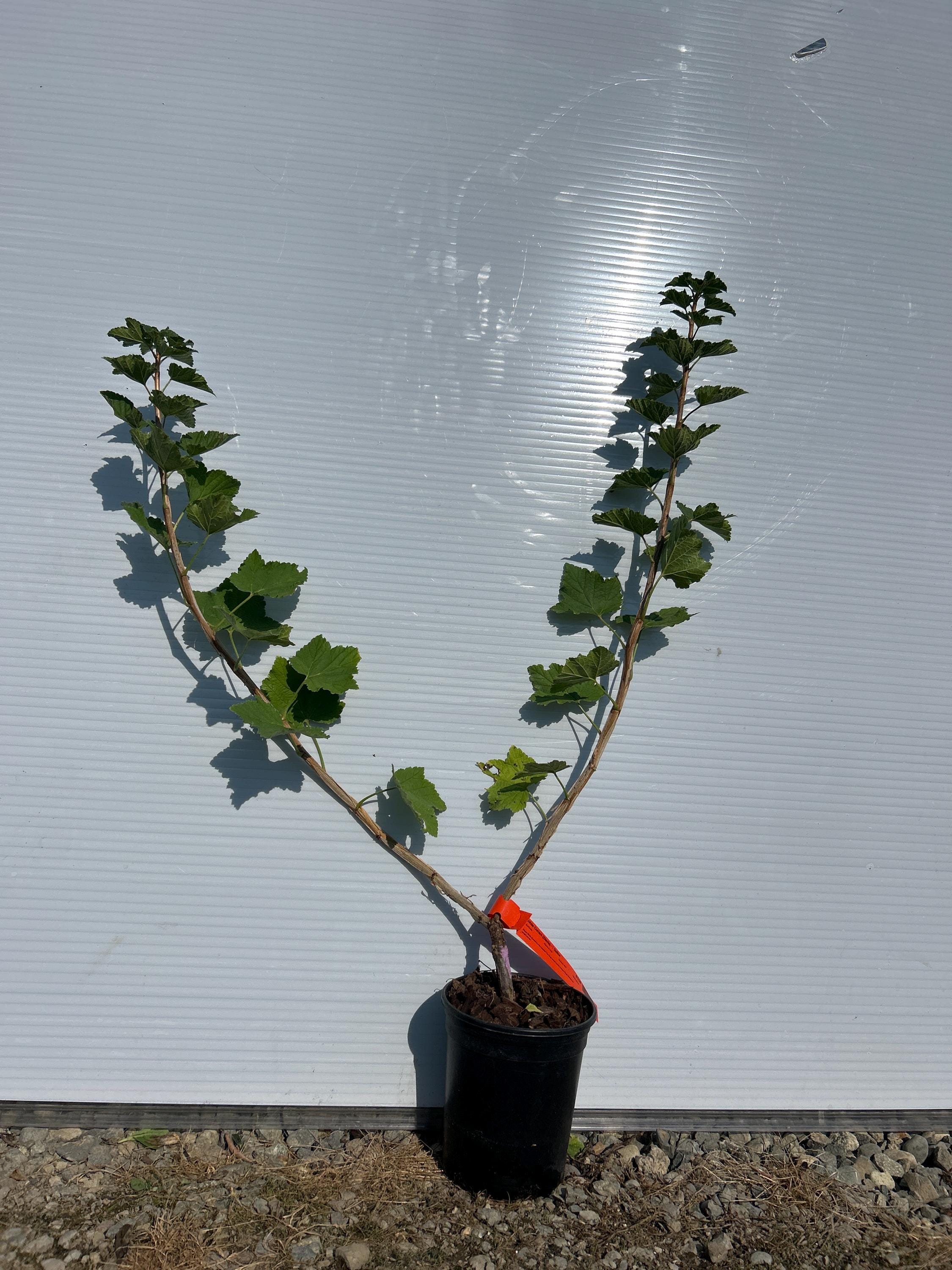 White Currant (Zitavia)