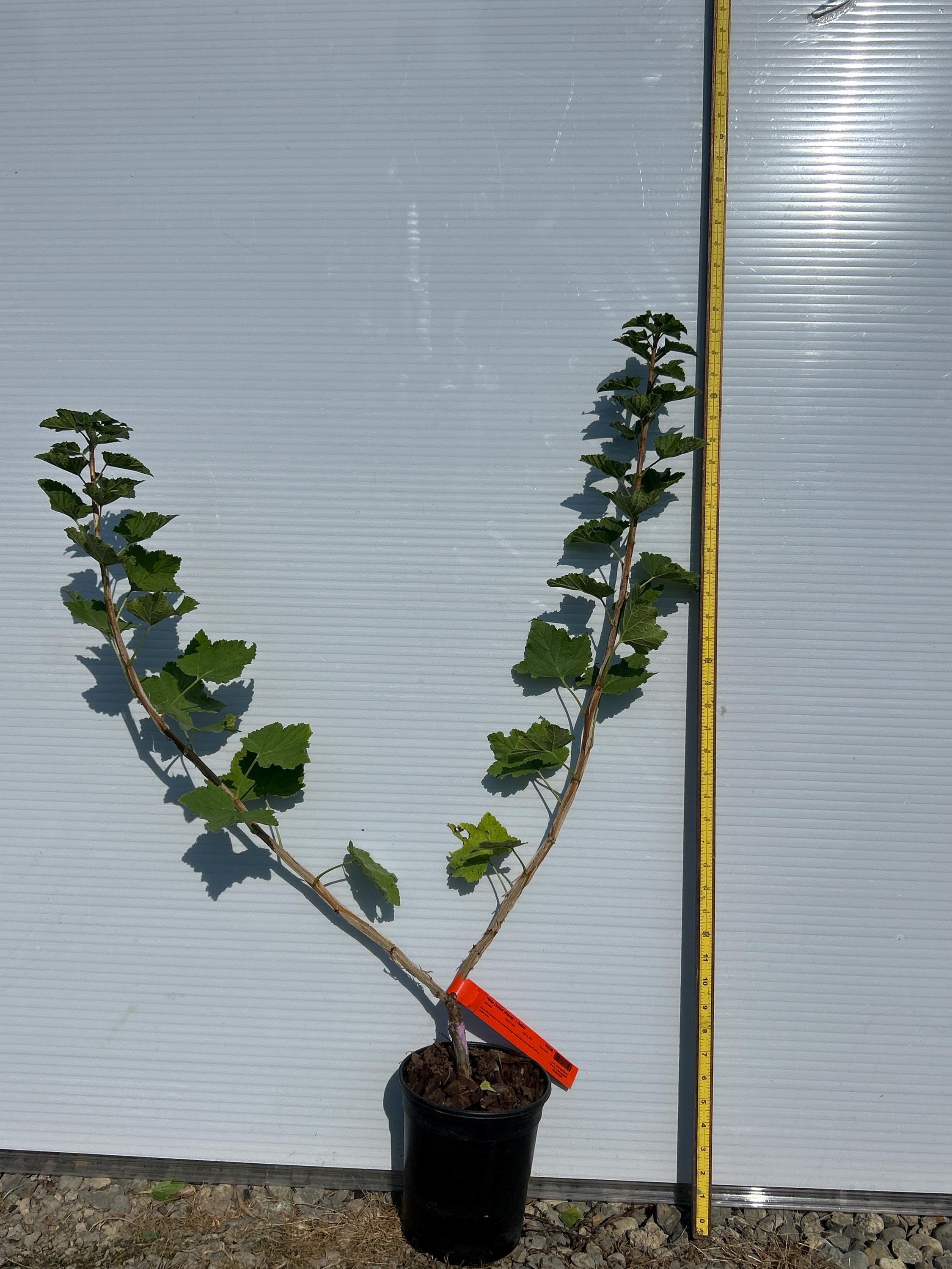 White Currant (Zitavia)