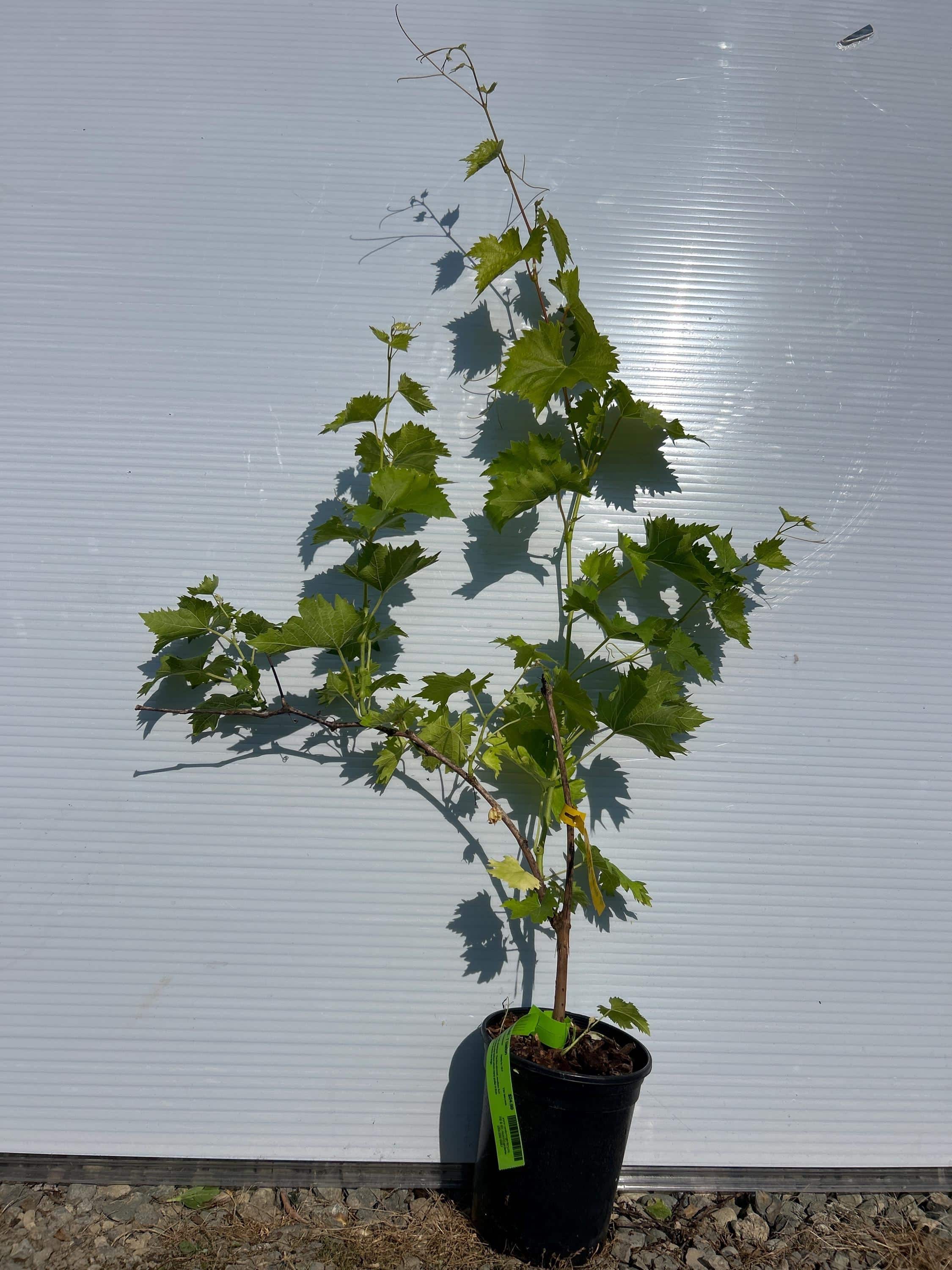 Grape Vine (Gratitude)