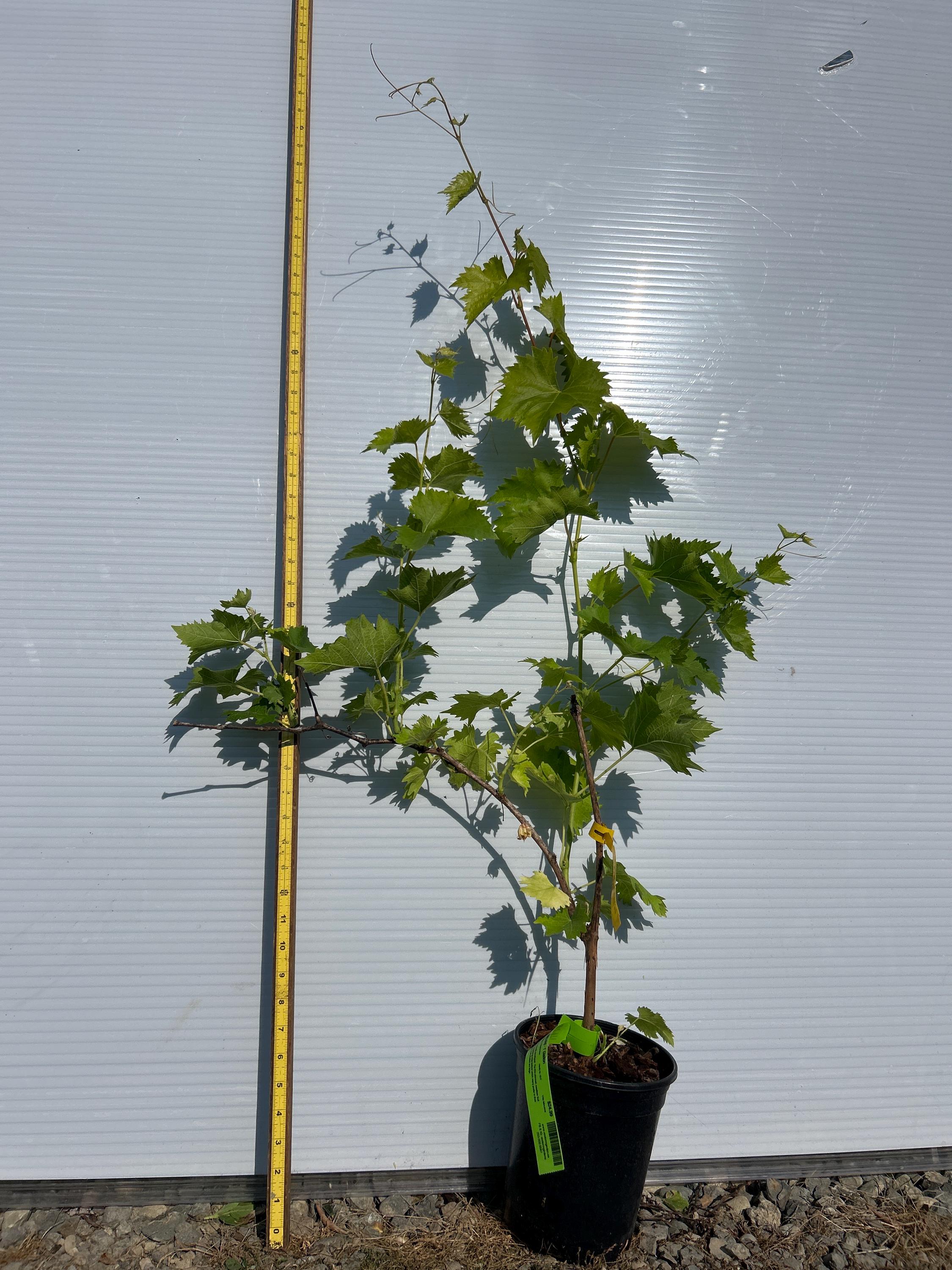 Grape Vine (Gratitude)