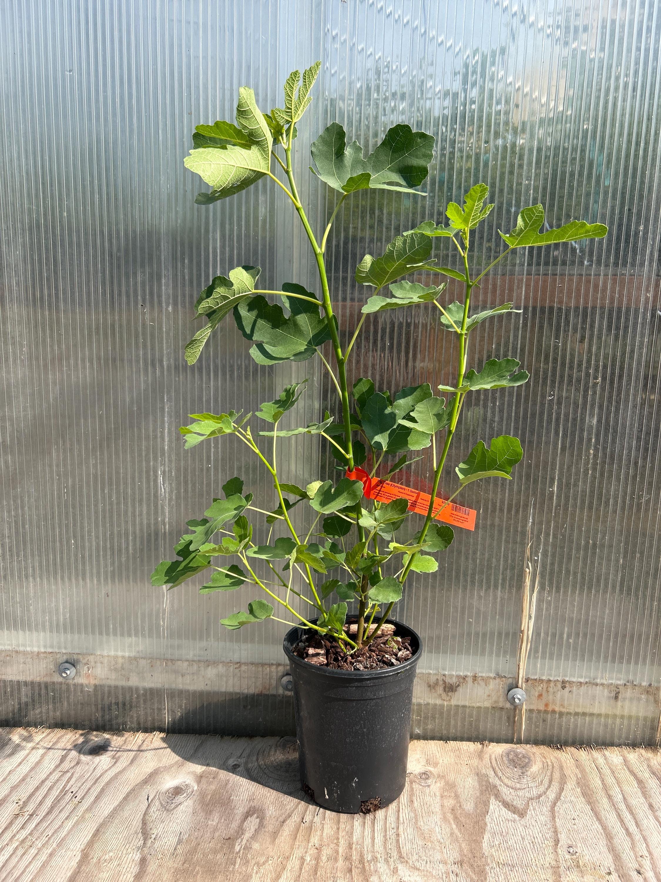 Fig Tree (Olympian)