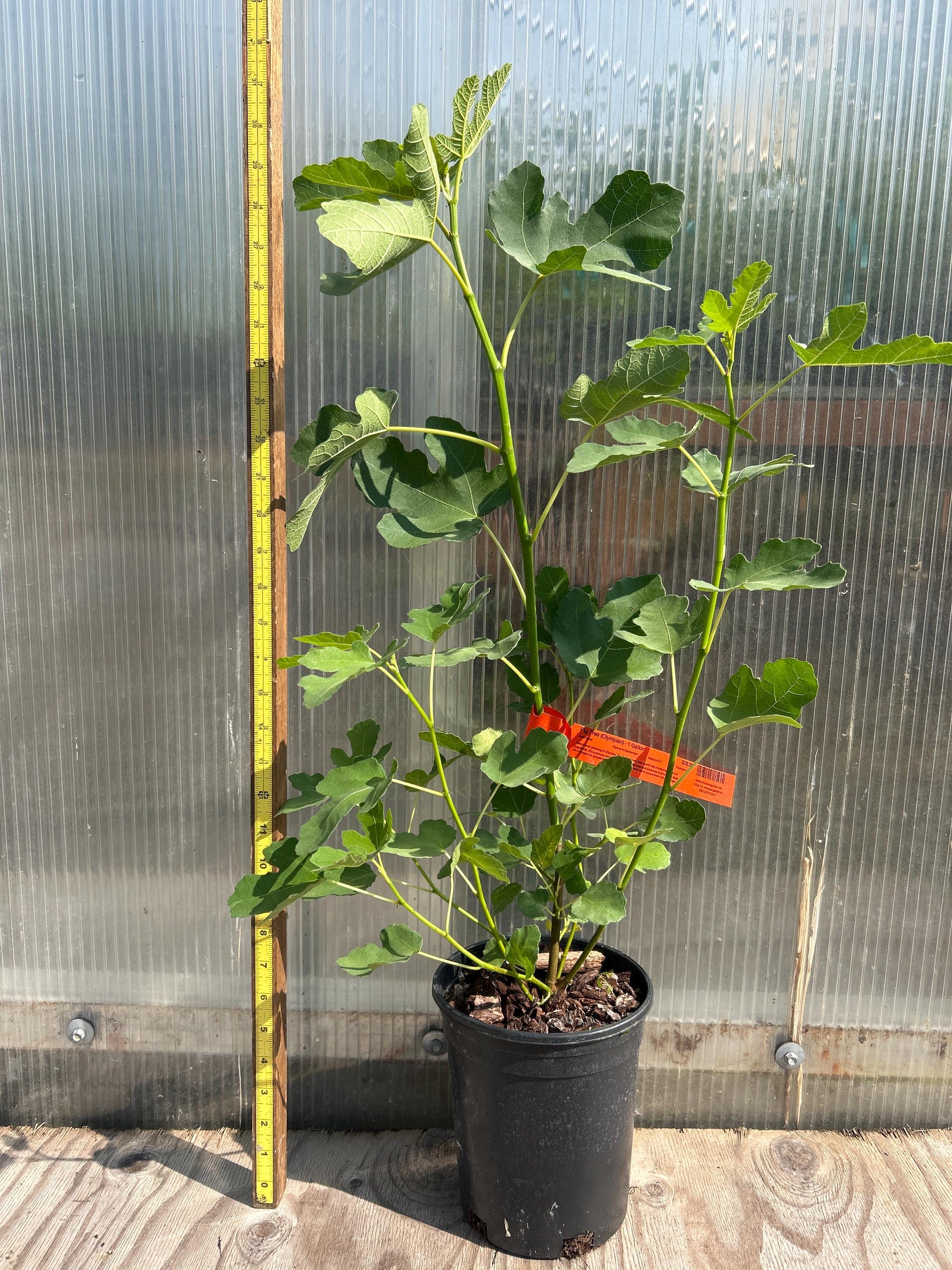 Fig Tree (Olympian)