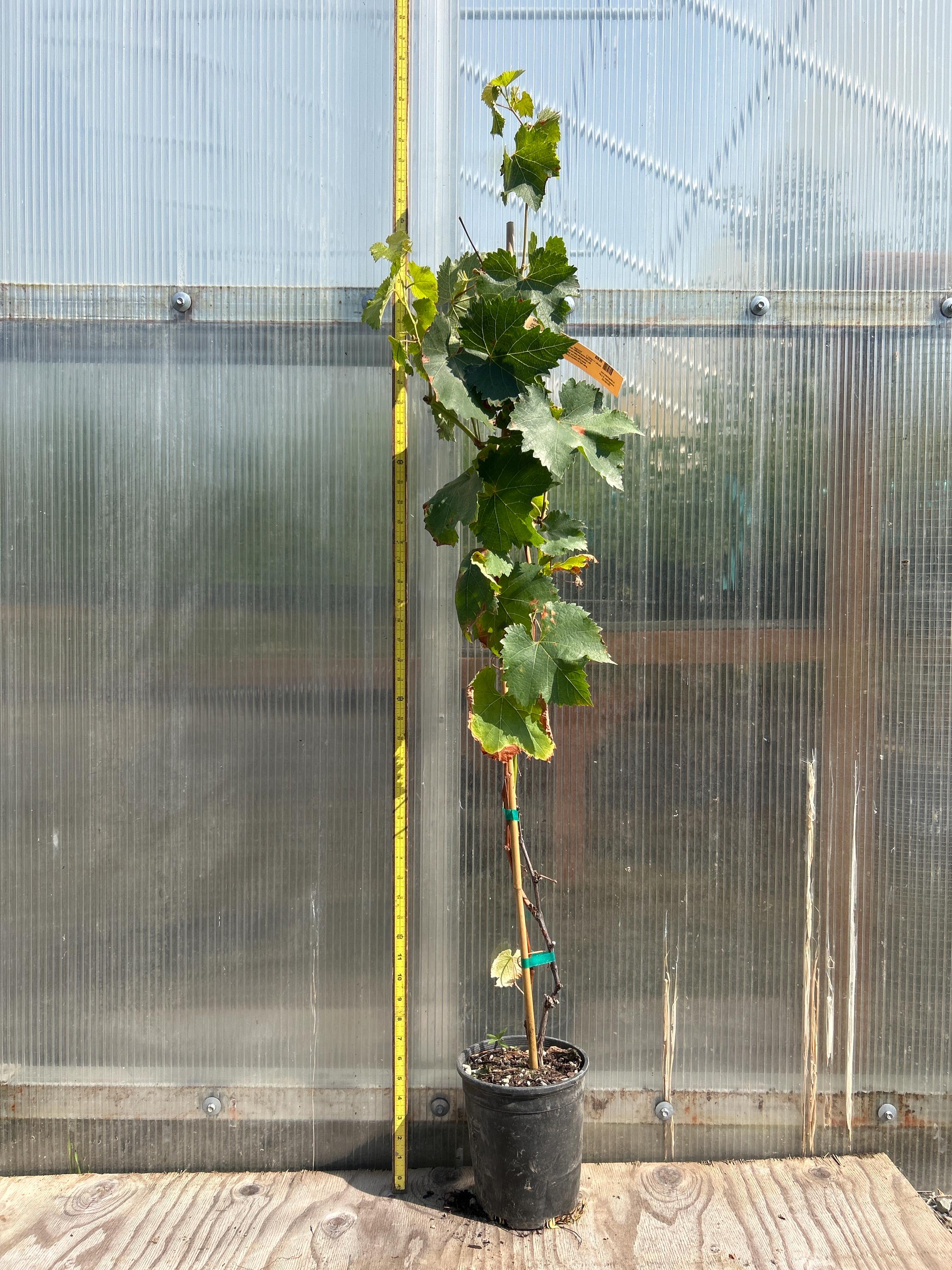 Grape Vine (Kyoho)