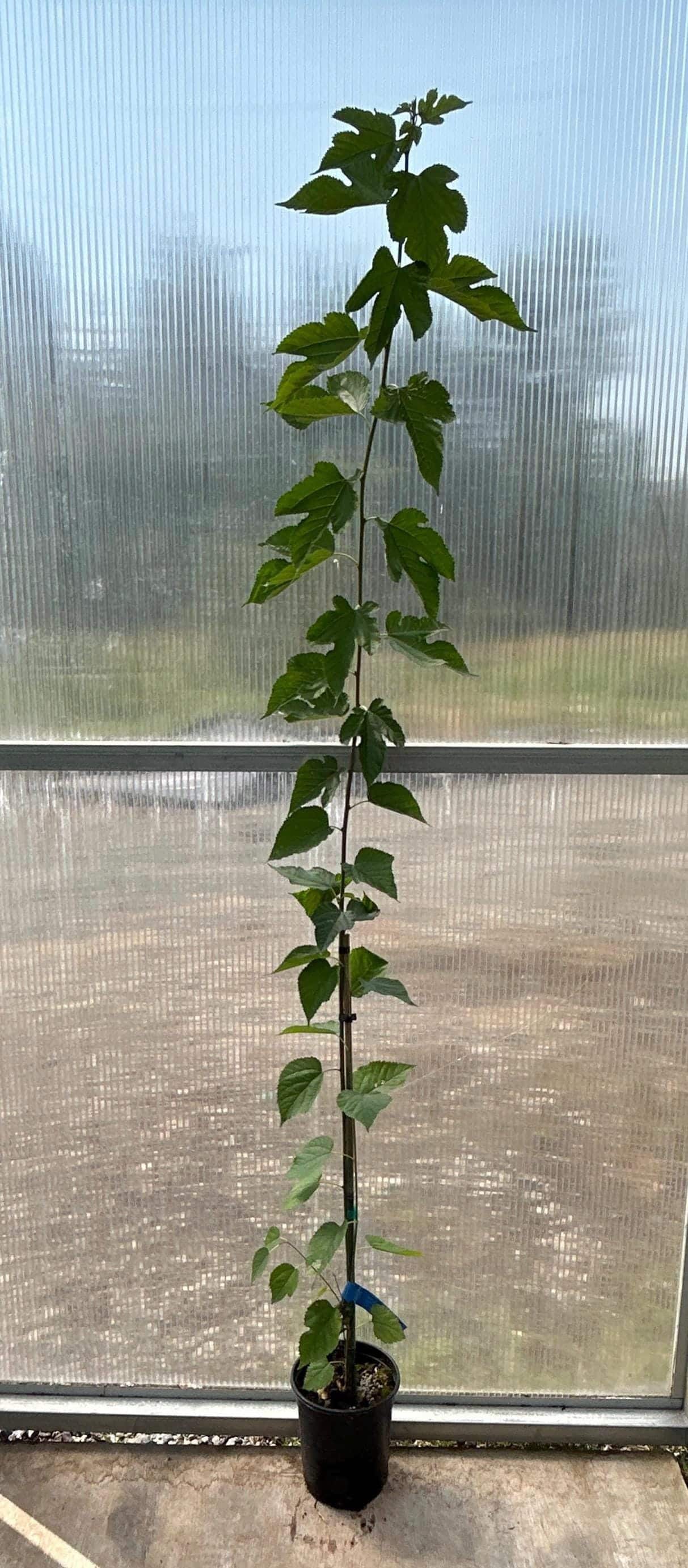 Mulberry (Illinois Everbearing)