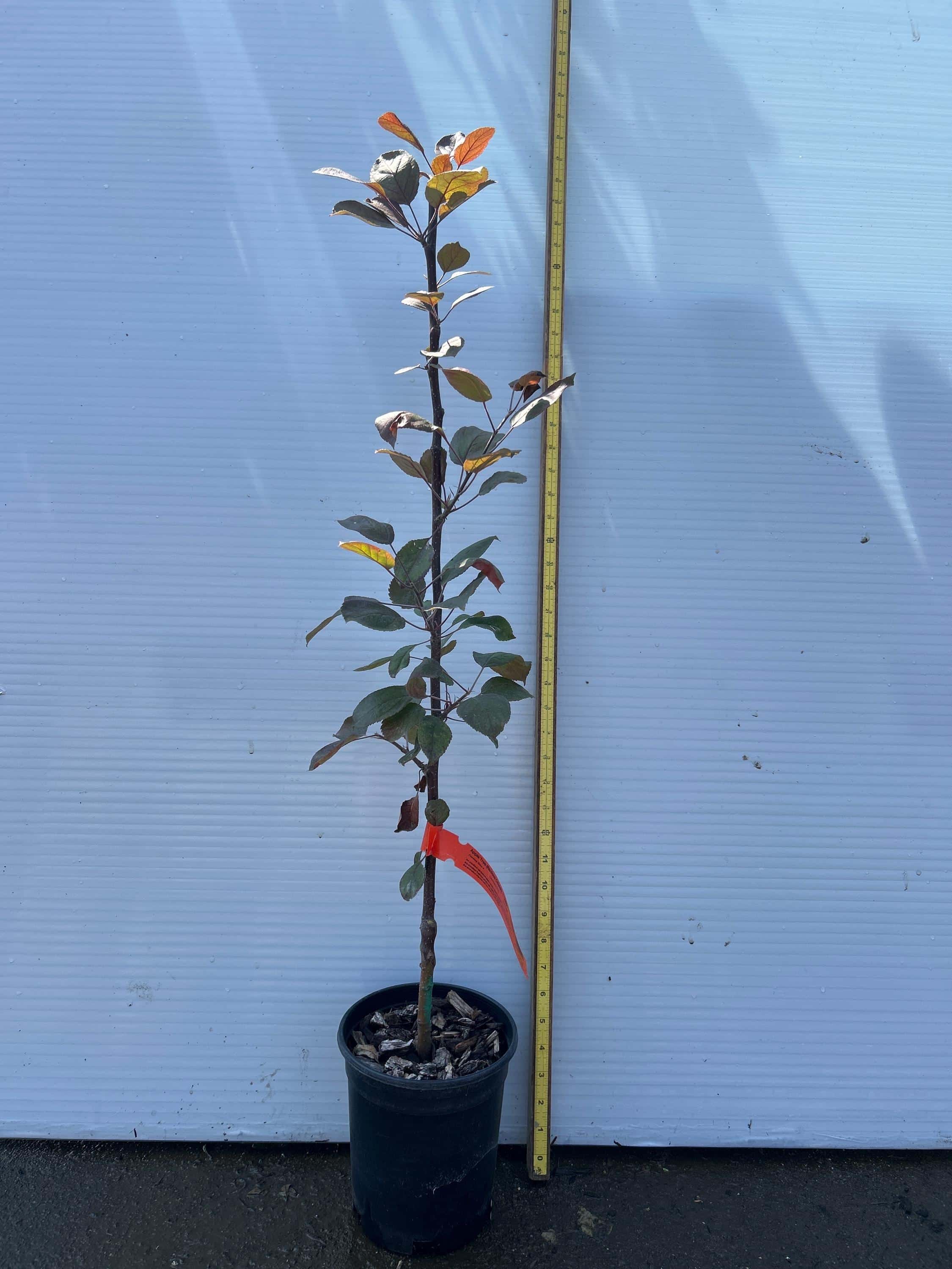 Apple Tree (Redlove Odysso)