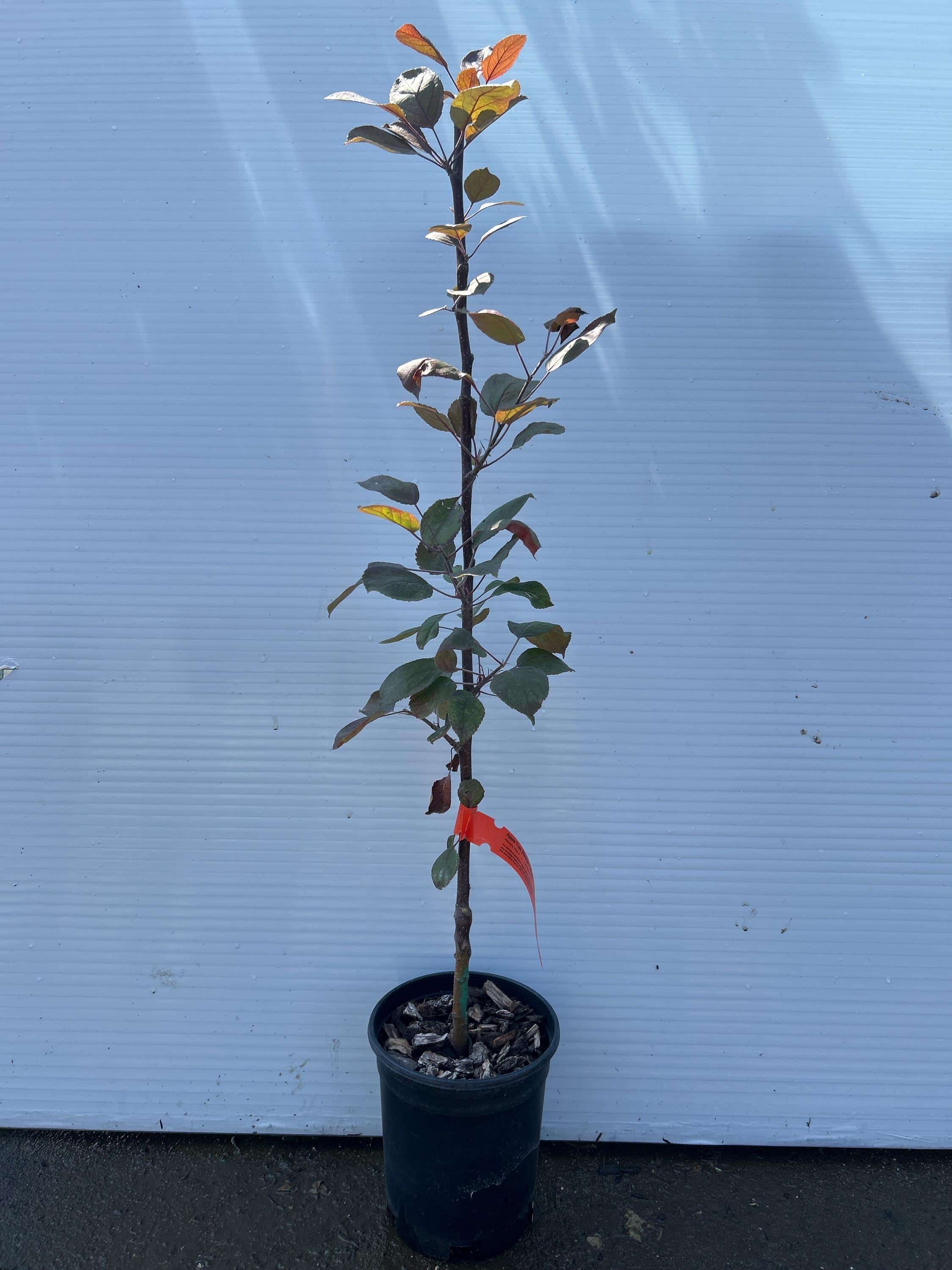 Apple Tree (Redlove Odysso)