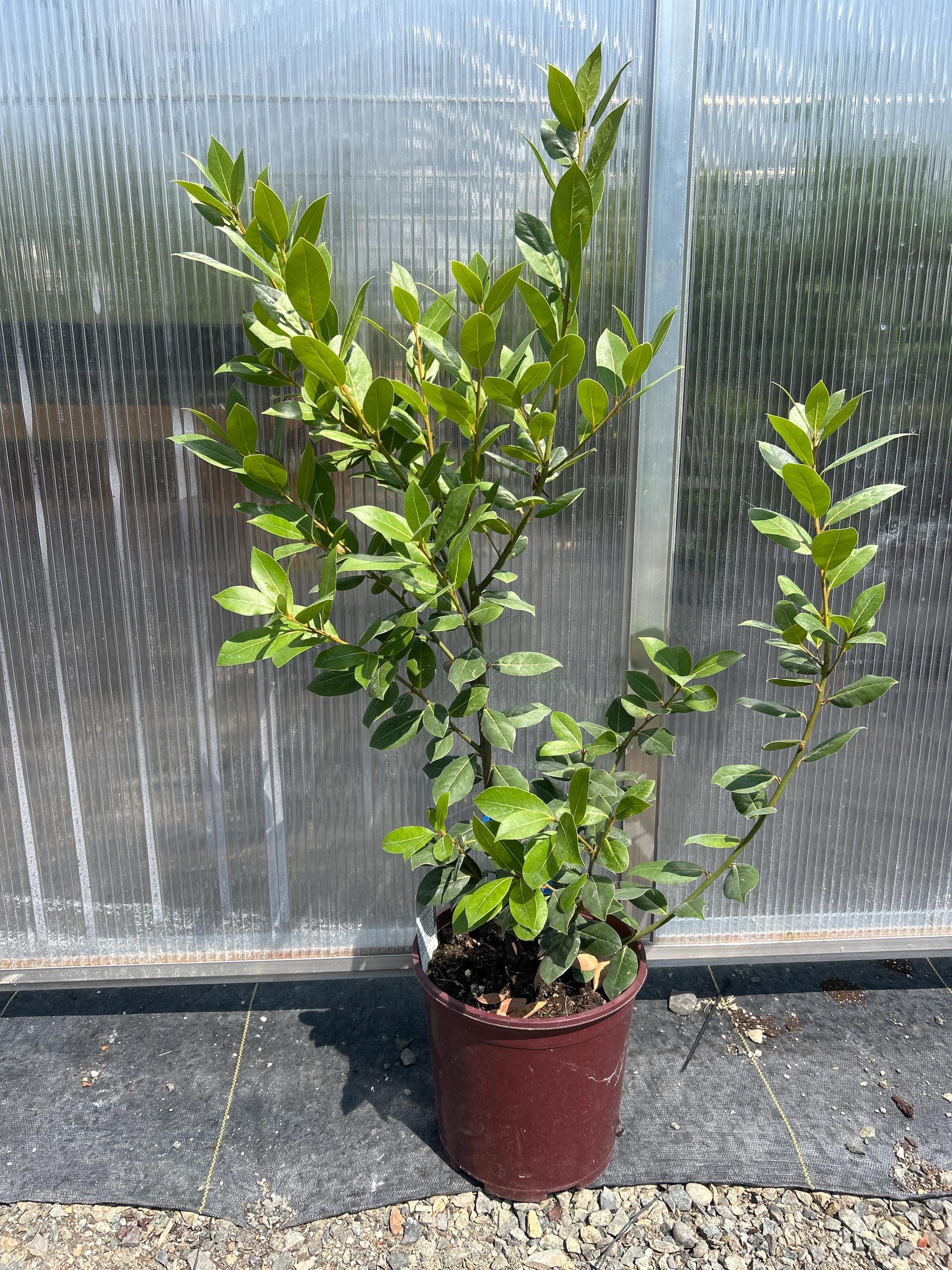 Bay Tree (Bay Leaf)