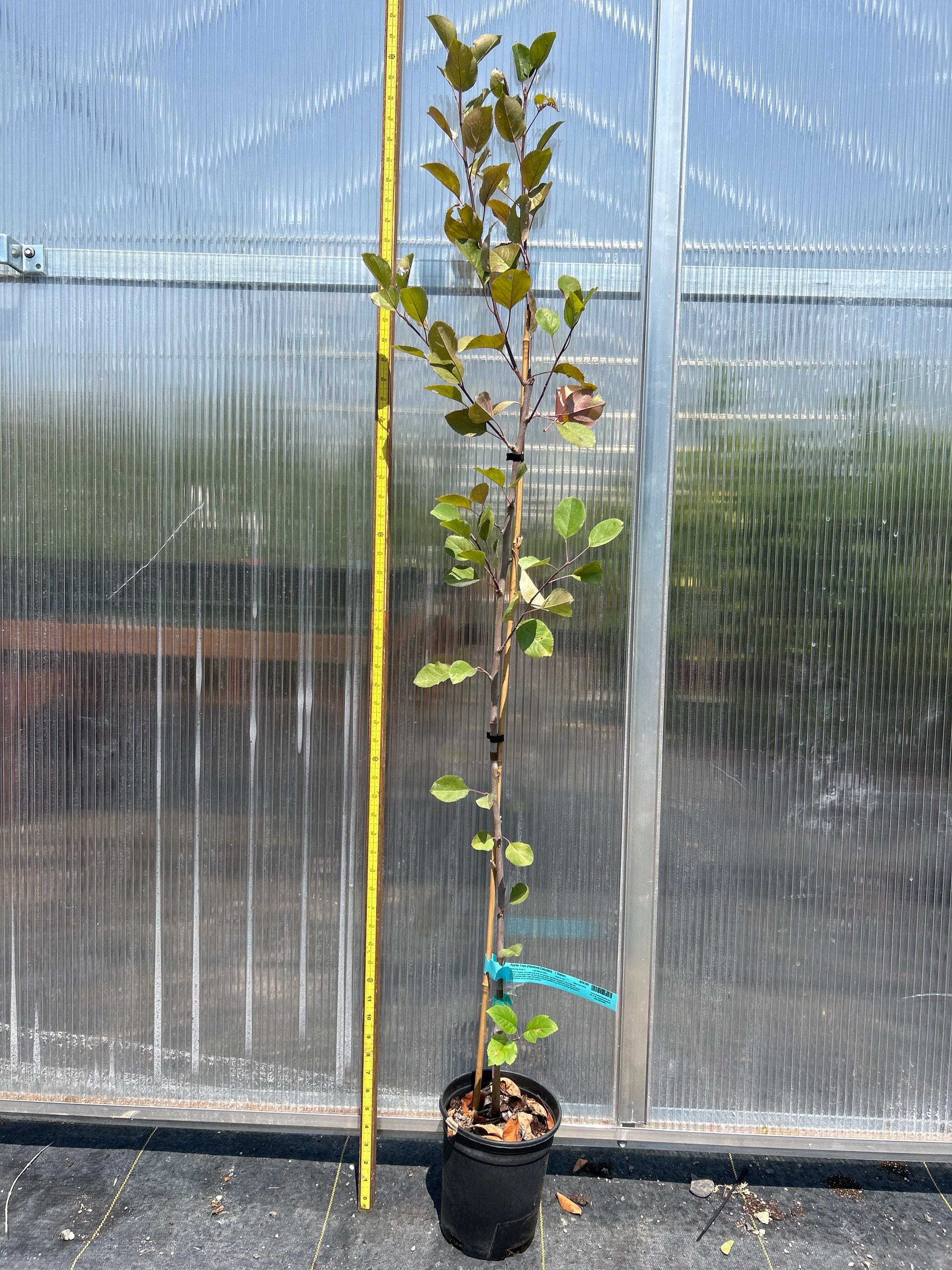Apple Tree (Redlove Calypso)