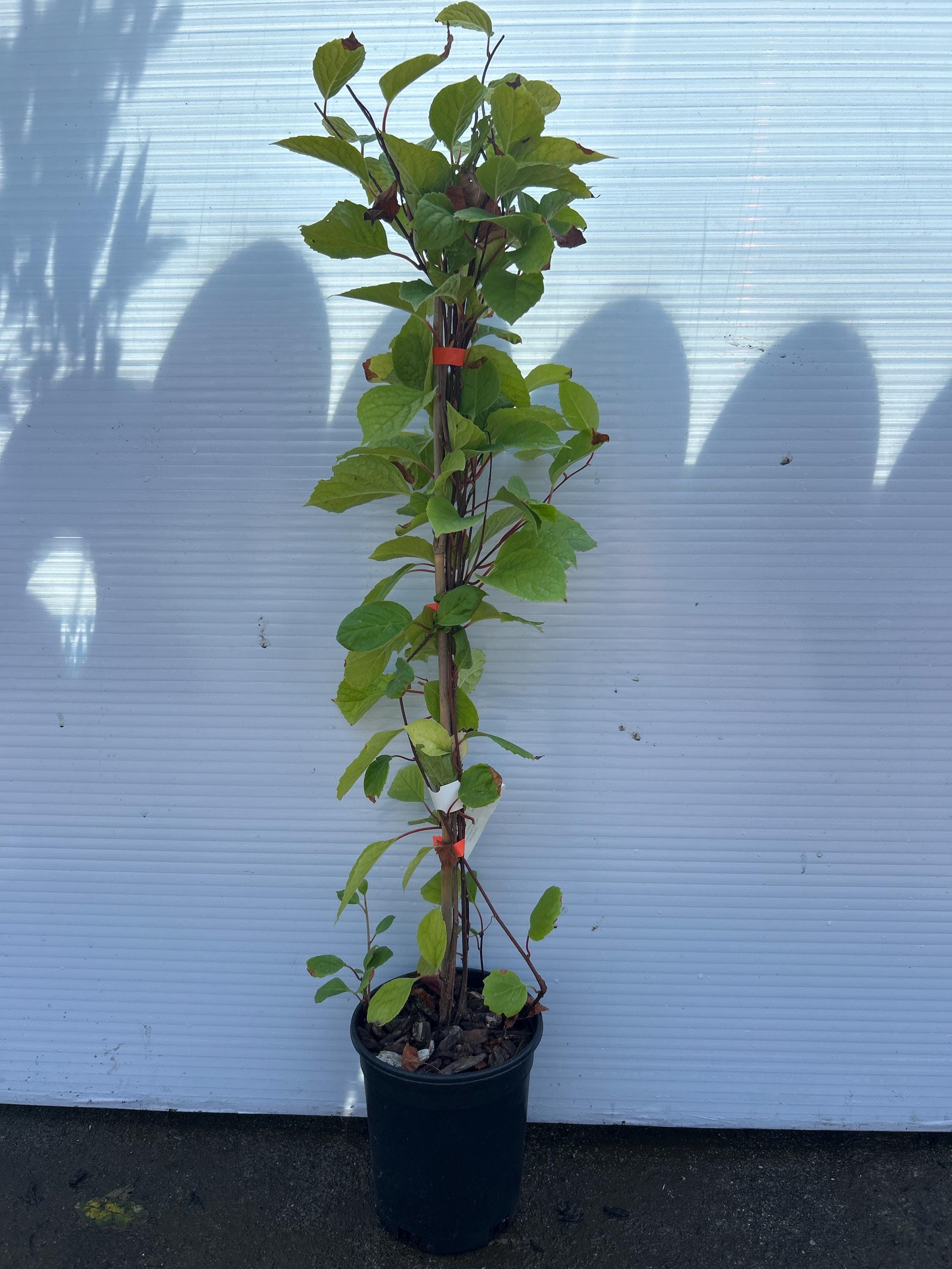 Schisandra Vine (Eastern Prince)