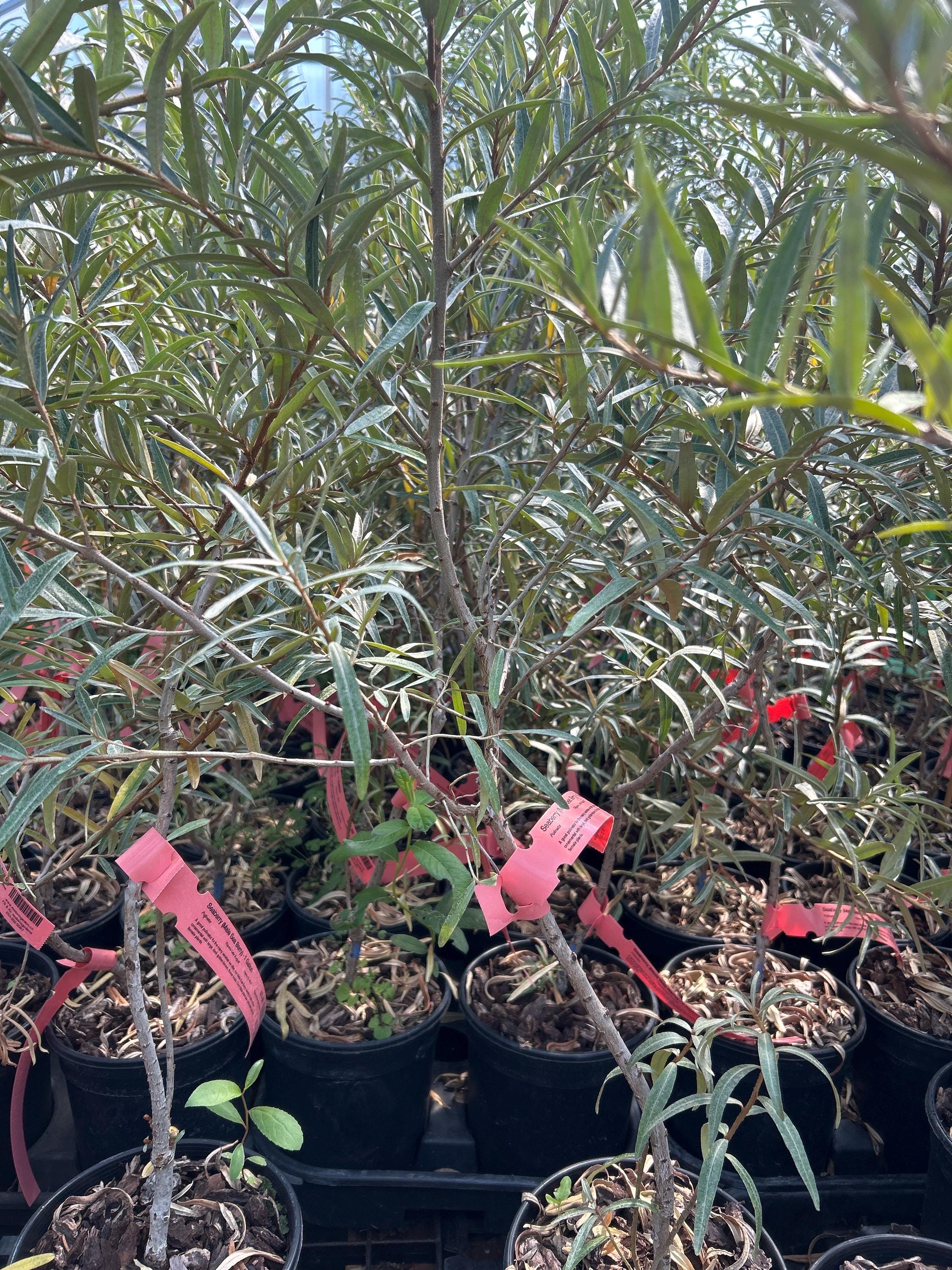Sea Berry Bundle (3 Female Plus Male Pollinator)