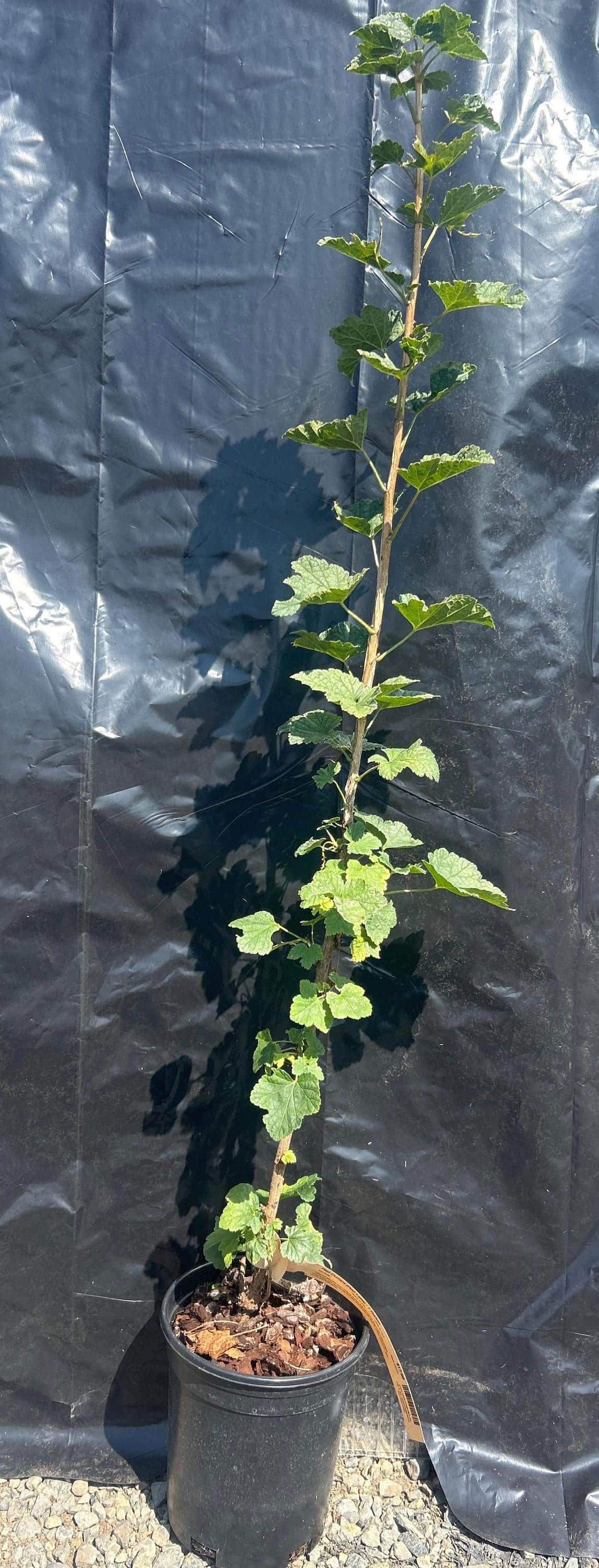 Red Currant (Red Lake)