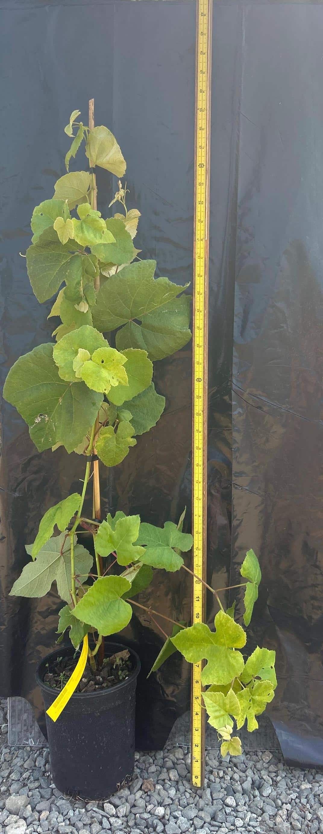 Grape Vine (NY 47616)