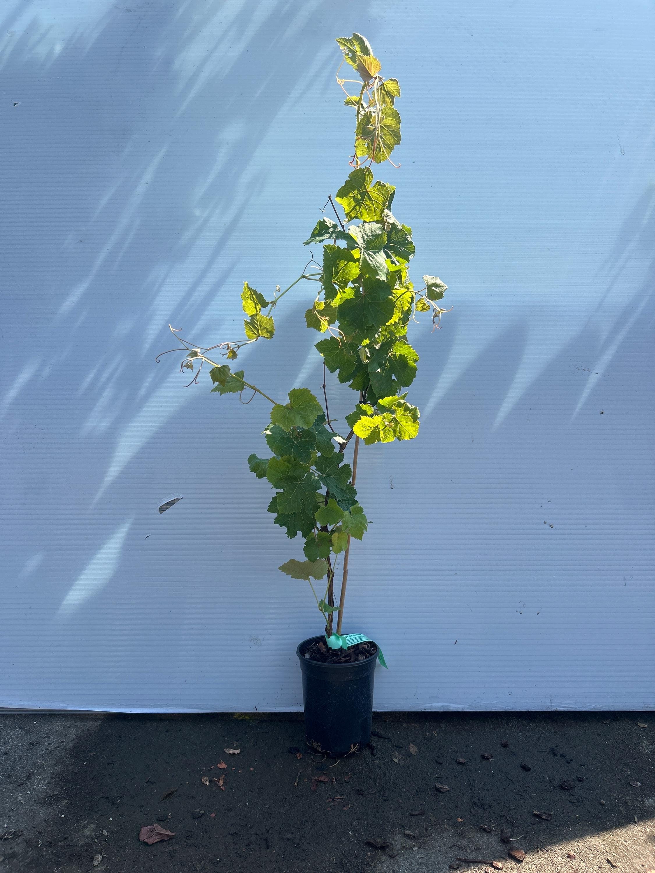 Grape Vine (Thomcord)