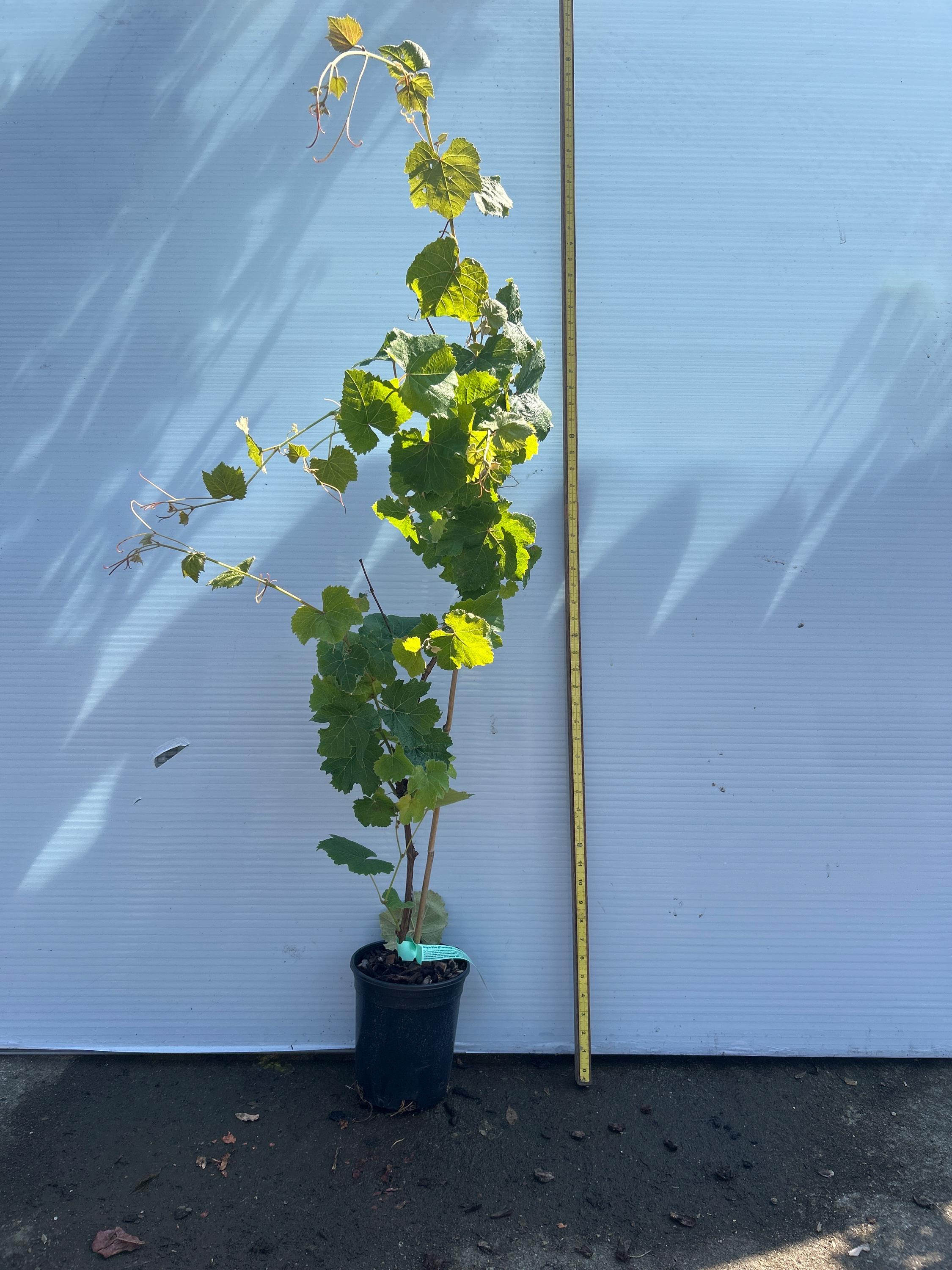 Grape Vine (Thomcord)