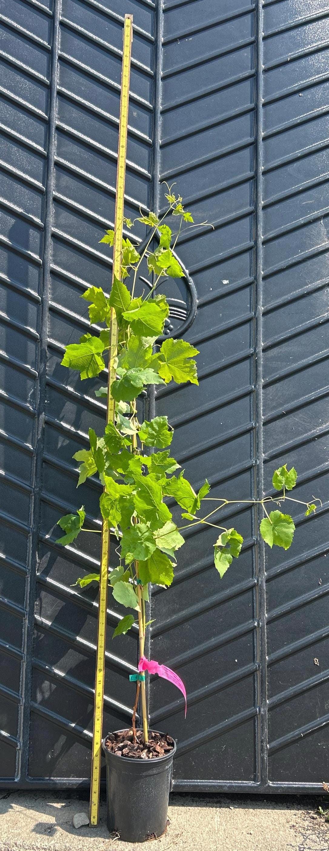 Grape Vine (Himrod)