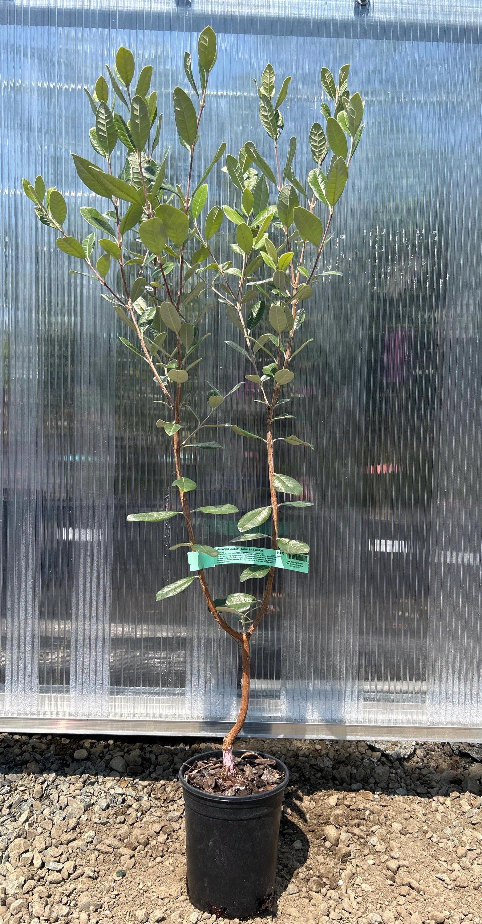 Pineapple Guava (Takaka ™ )