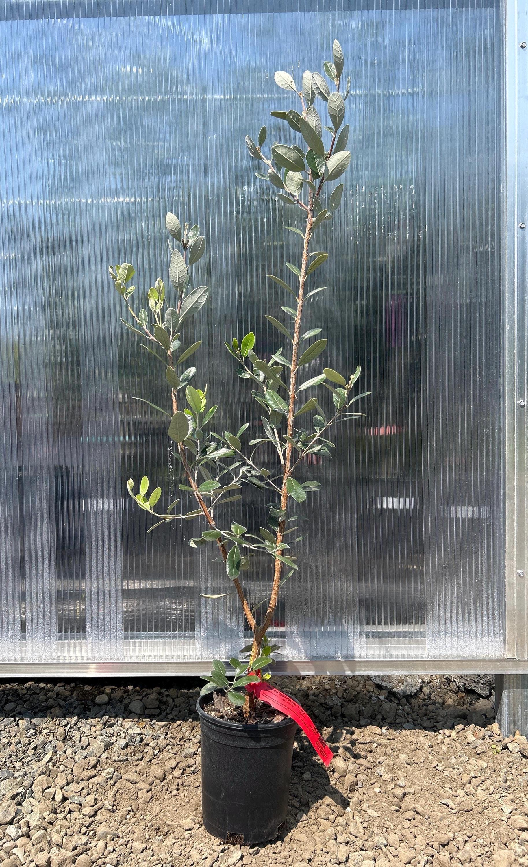Pineapple Guava (Ramsey)