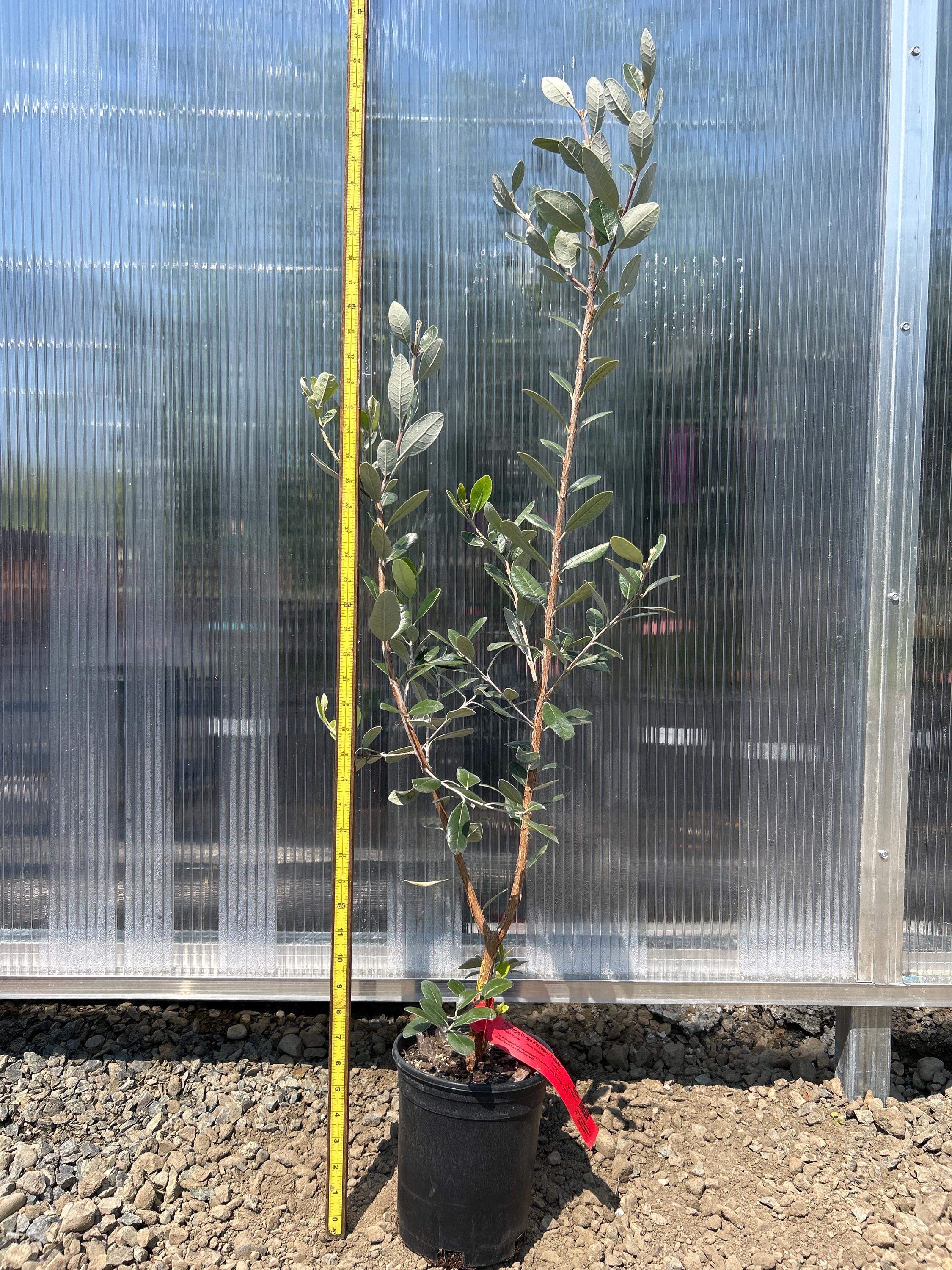 Pineapple Guava (Ramsey)