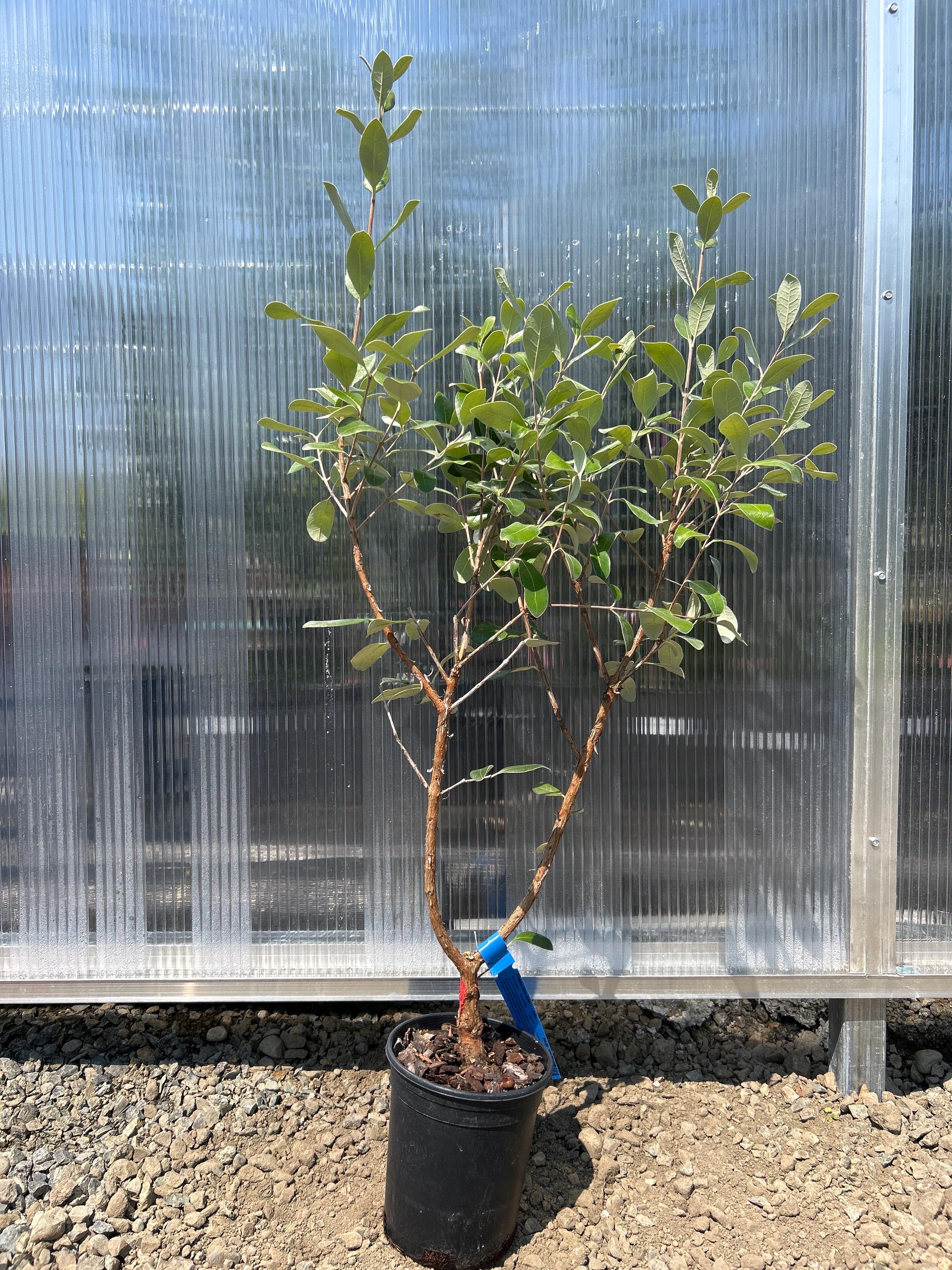 Pineapple Guava (Kaiteri ™)