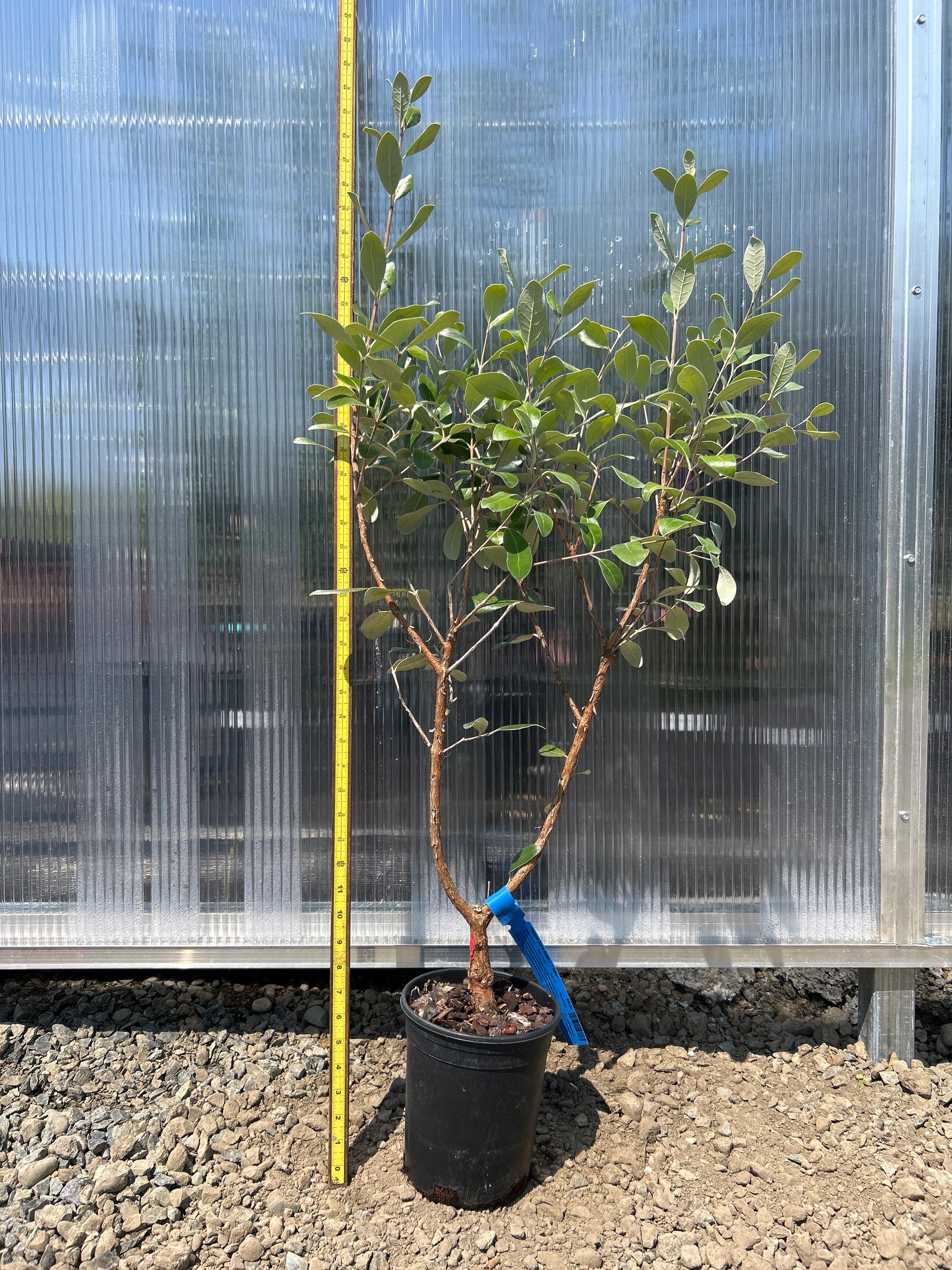Pineapple Guava (Kaiteri ™)
