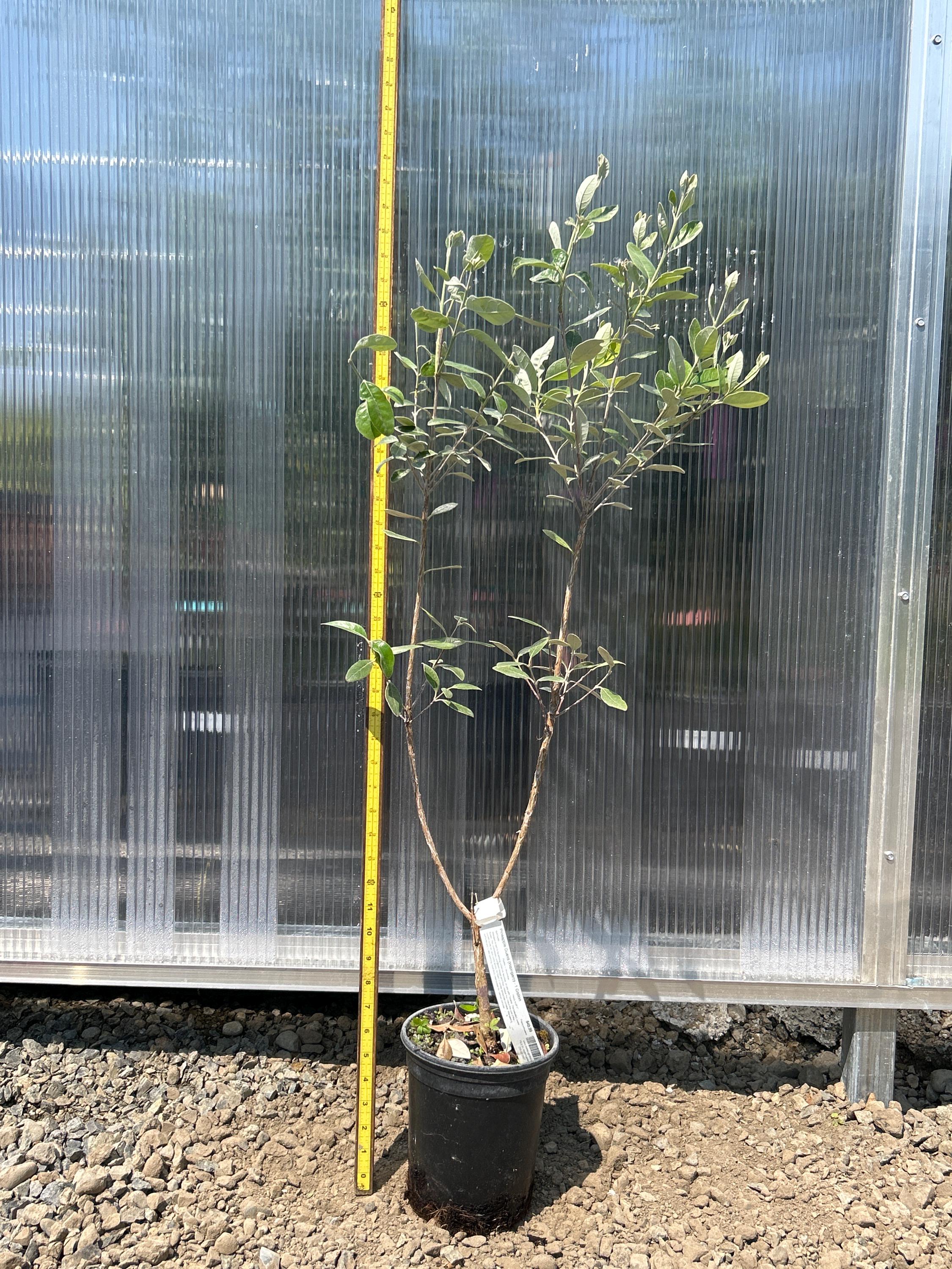 Pineapple Guava (Waingaro)