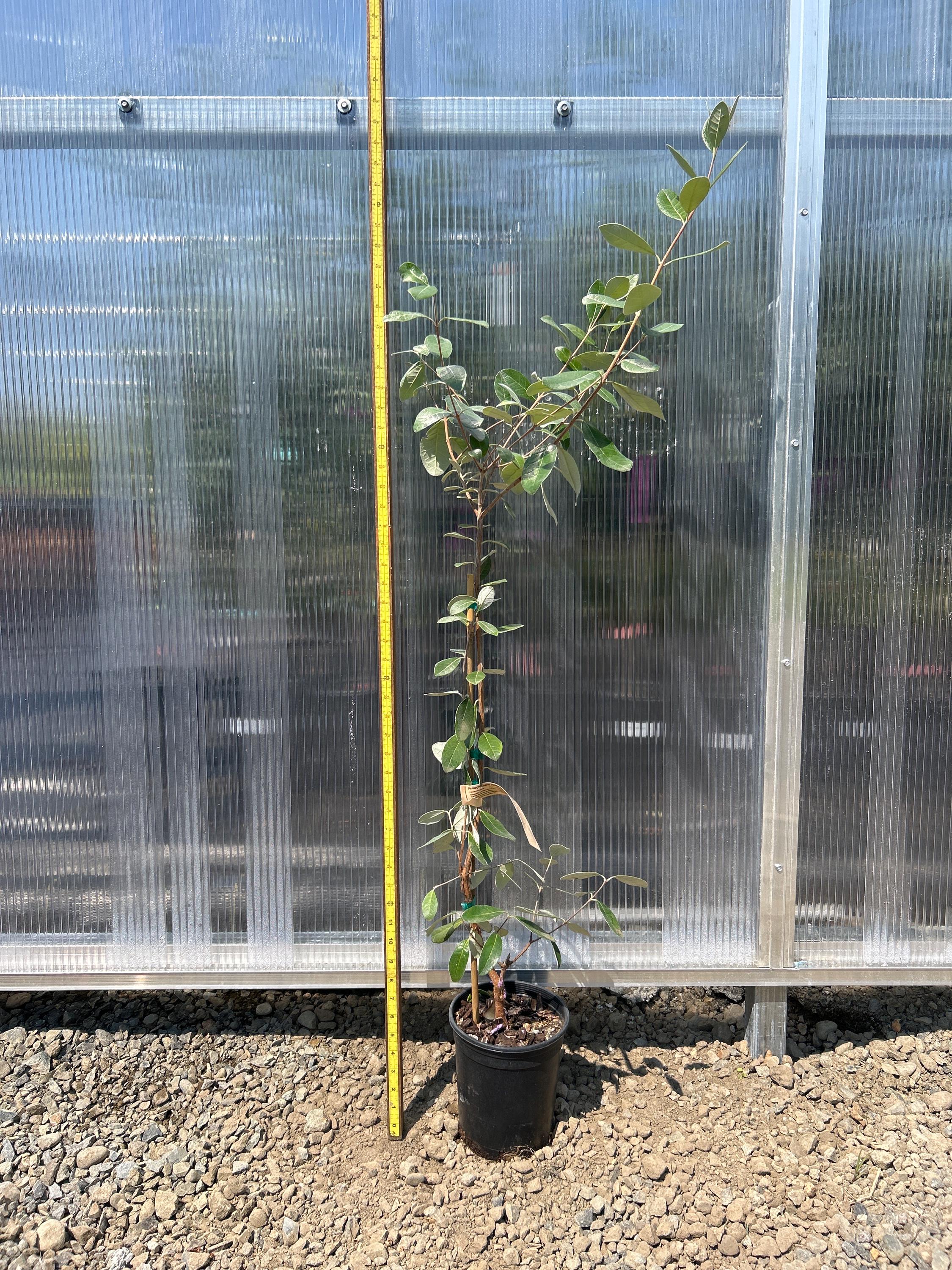 Pineapple Guava (Kakariki ™ )