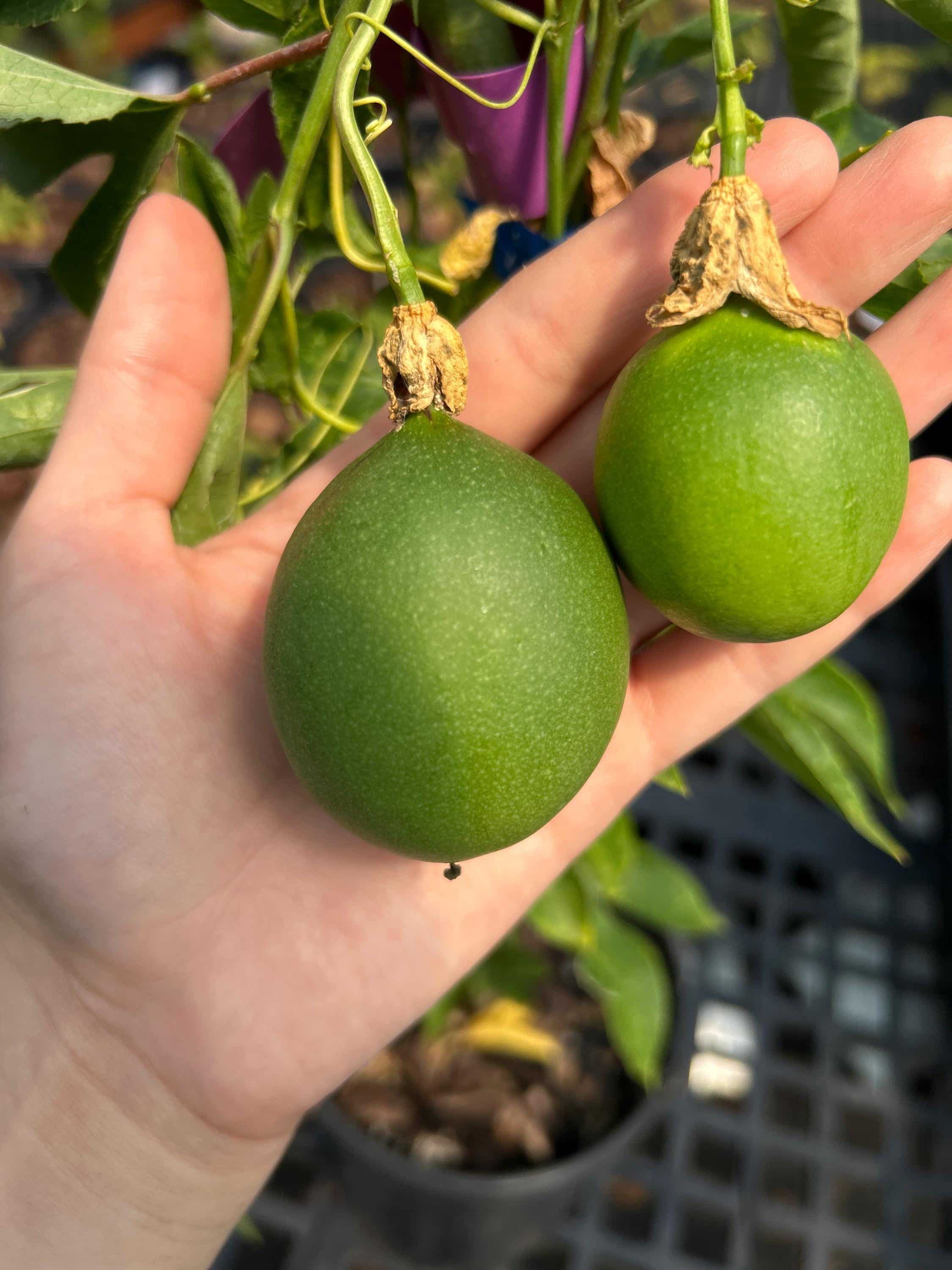 Maypop Passion Flower