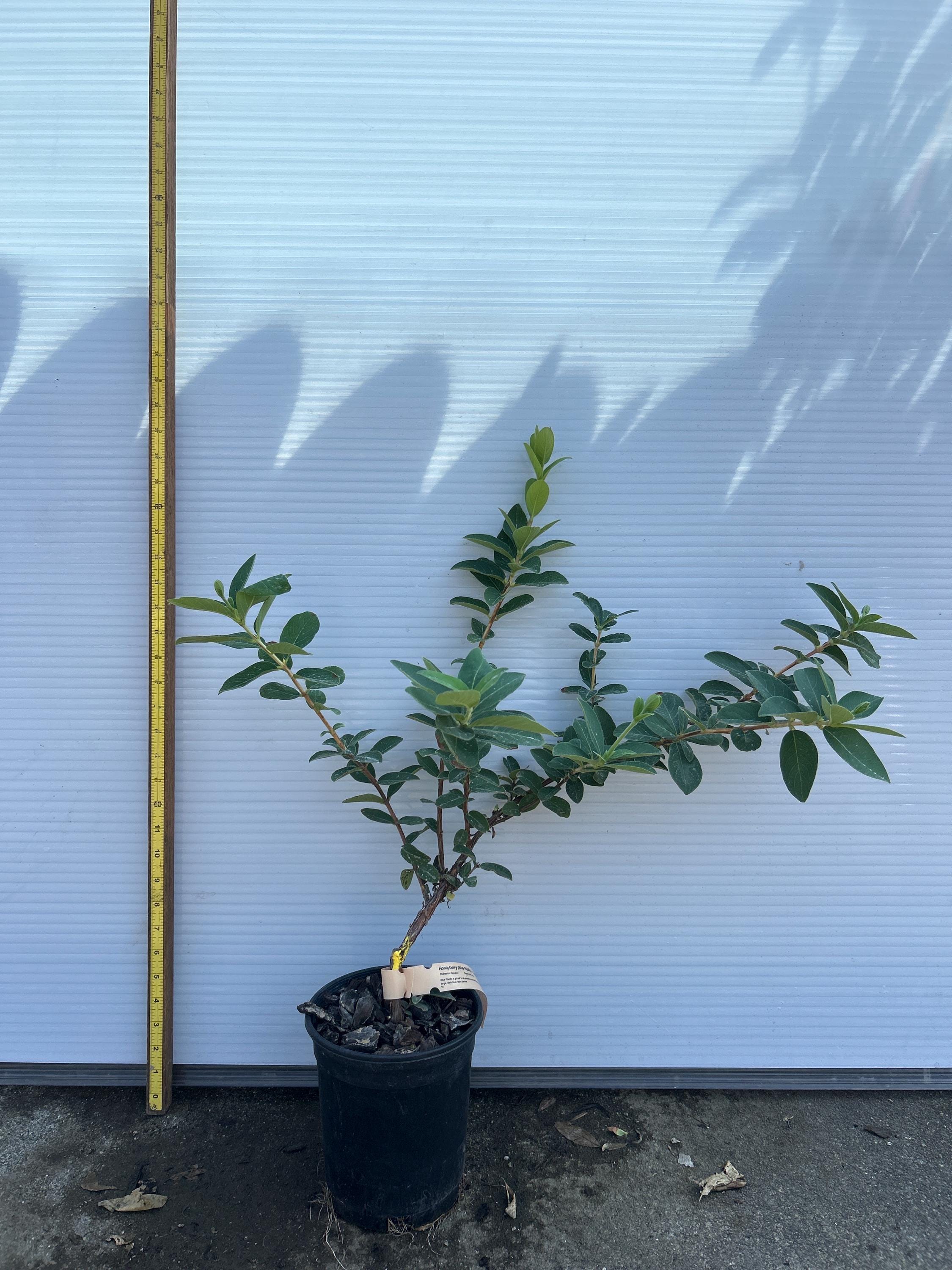 Honeyberry (Blue Pacific)