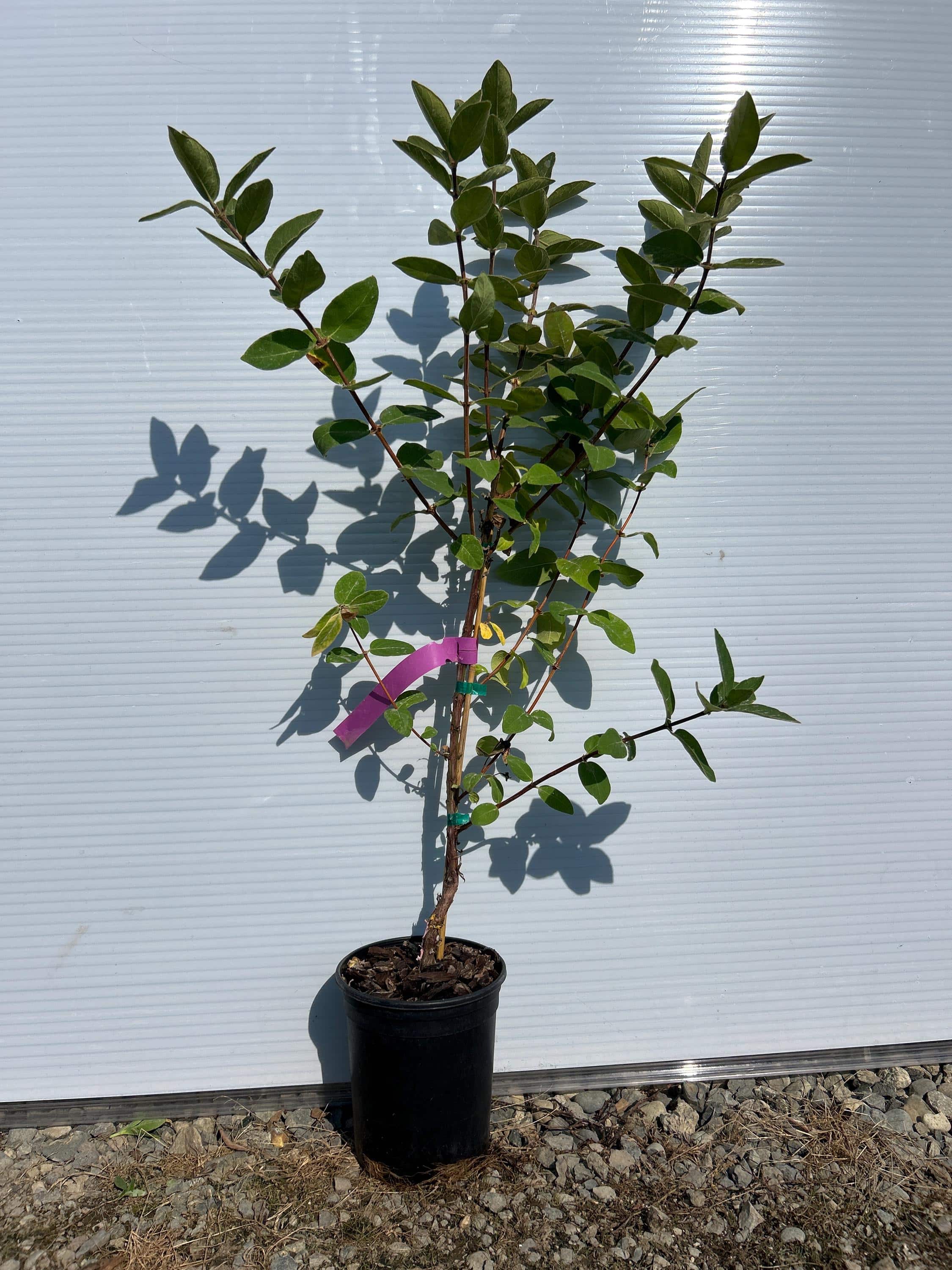 Honeyberry (Blue Velvet)