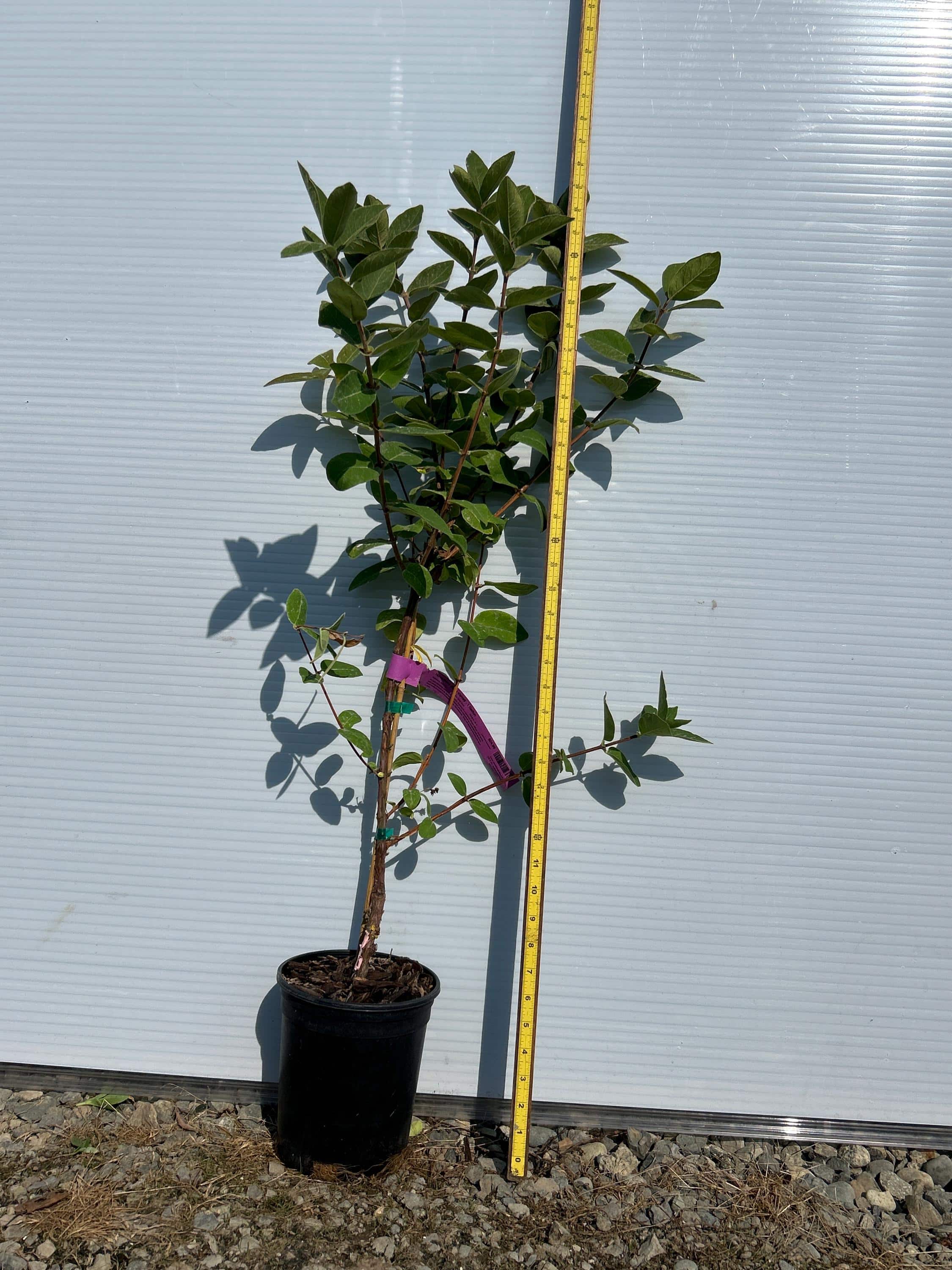 Honeyberry (Blue Velvet)