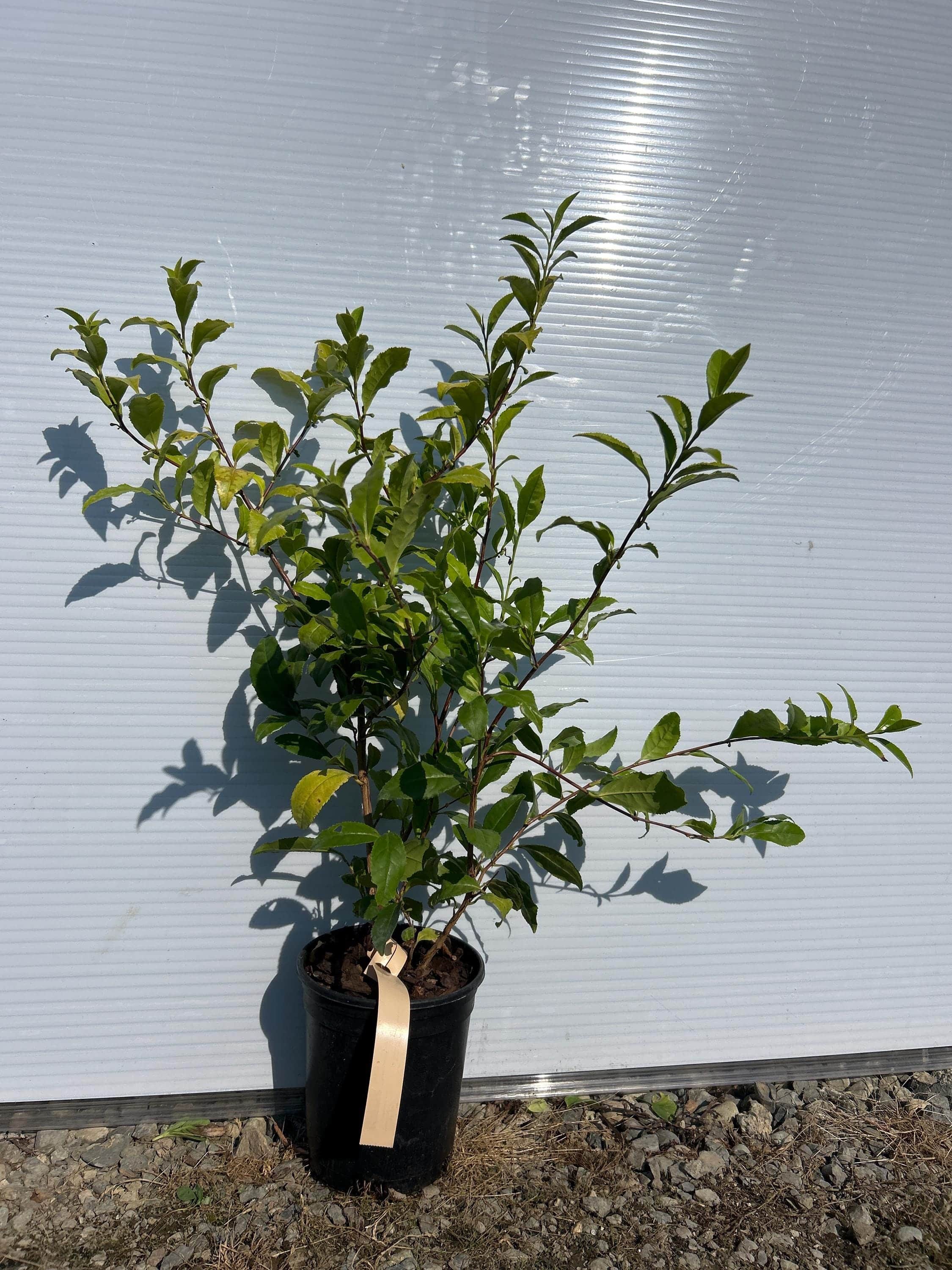 Korean Tea Tree (Green & Black Tea Tree)