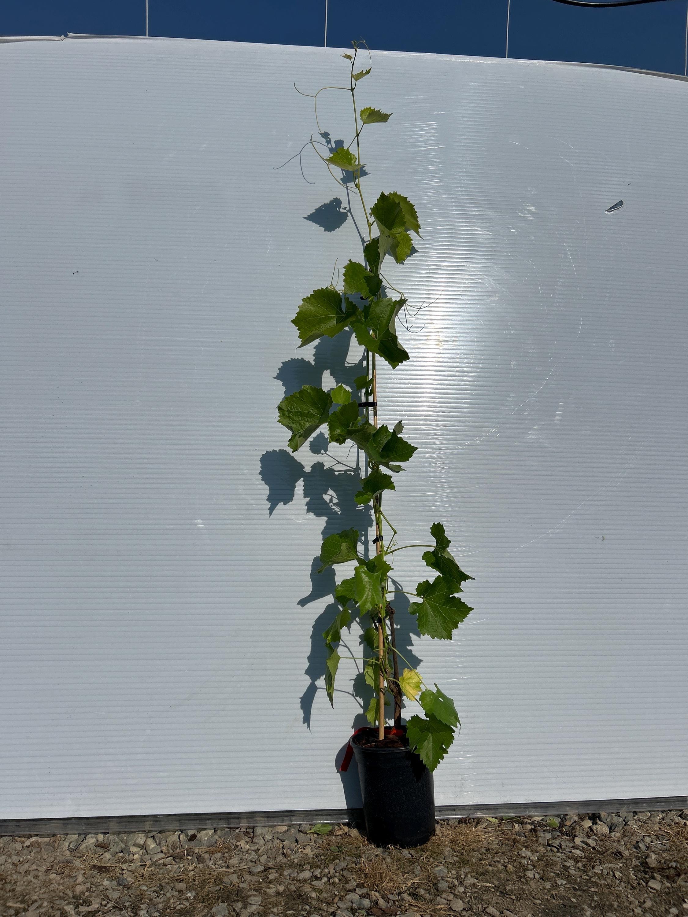 Grape Vine (Joy Seedless Blue)