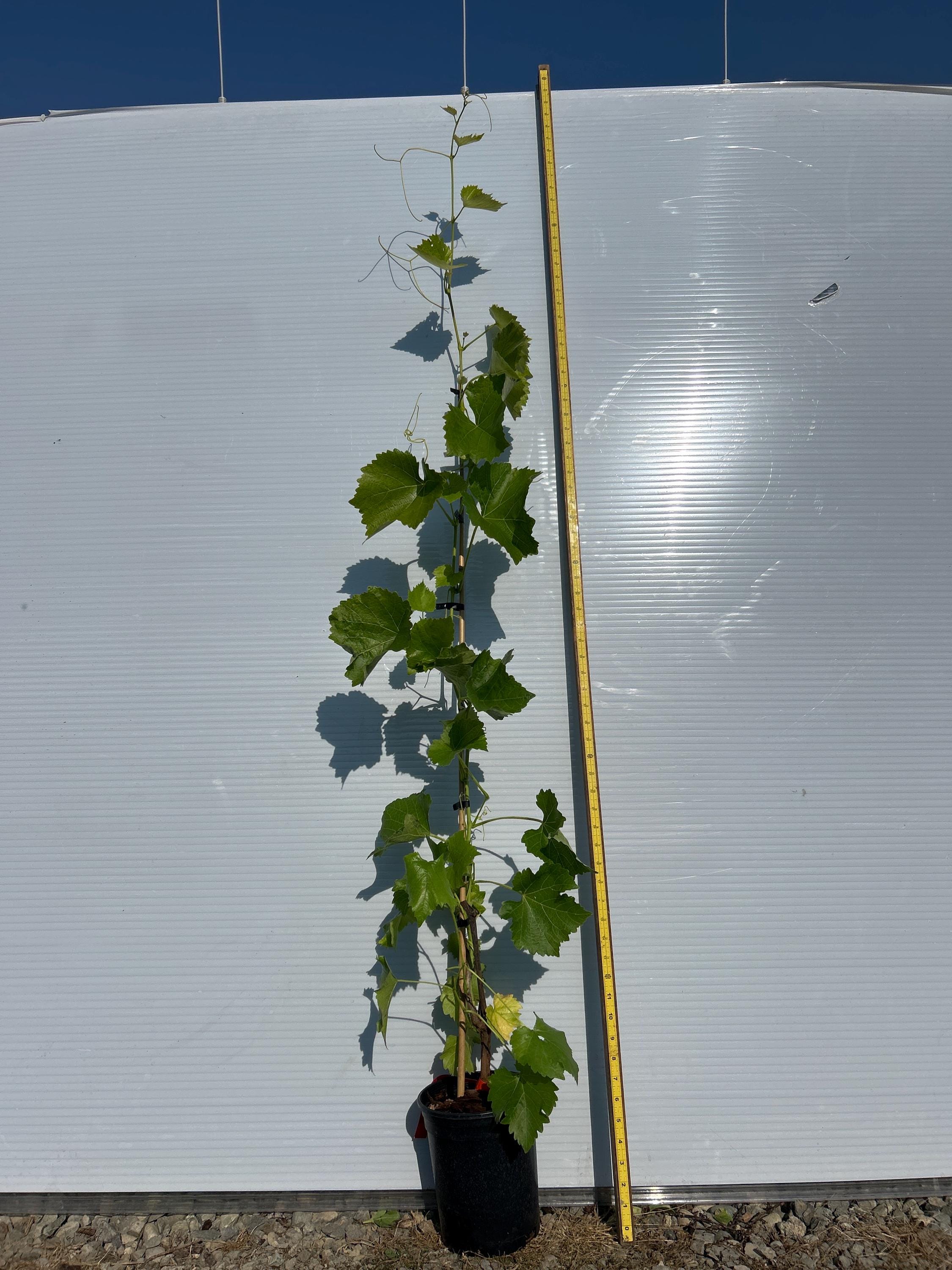 Grape Vine (Joy Seedless Blue)