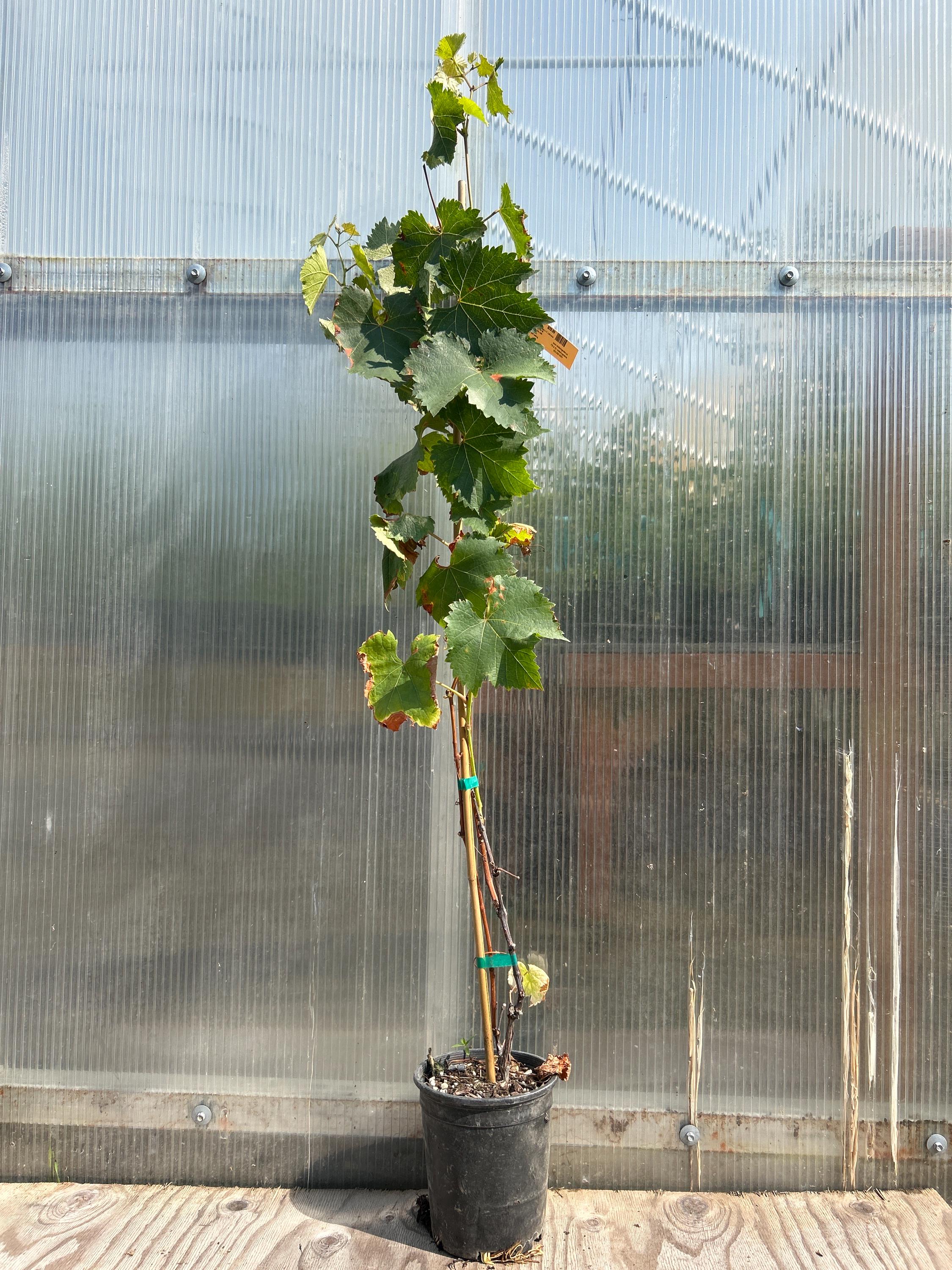 Grape Vine (Kyoho)