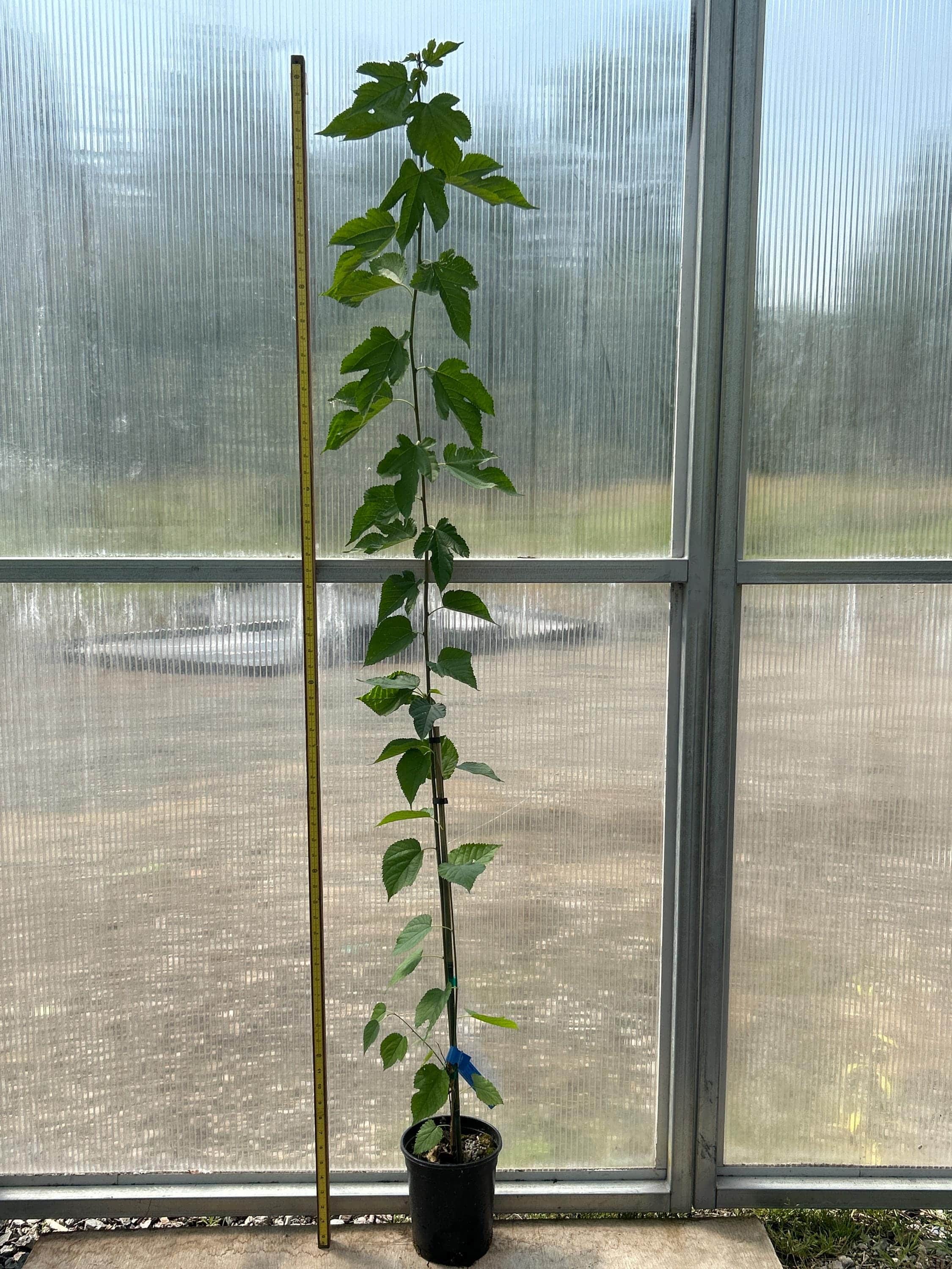 Mulberry (Illinois Everbearing)