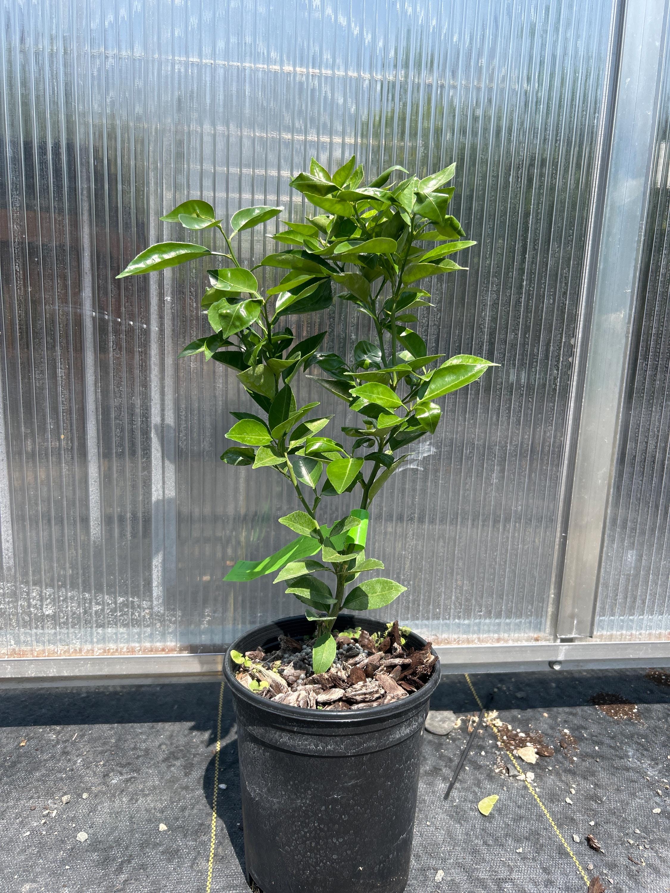 Sudachi (Yuzu Hybrid)