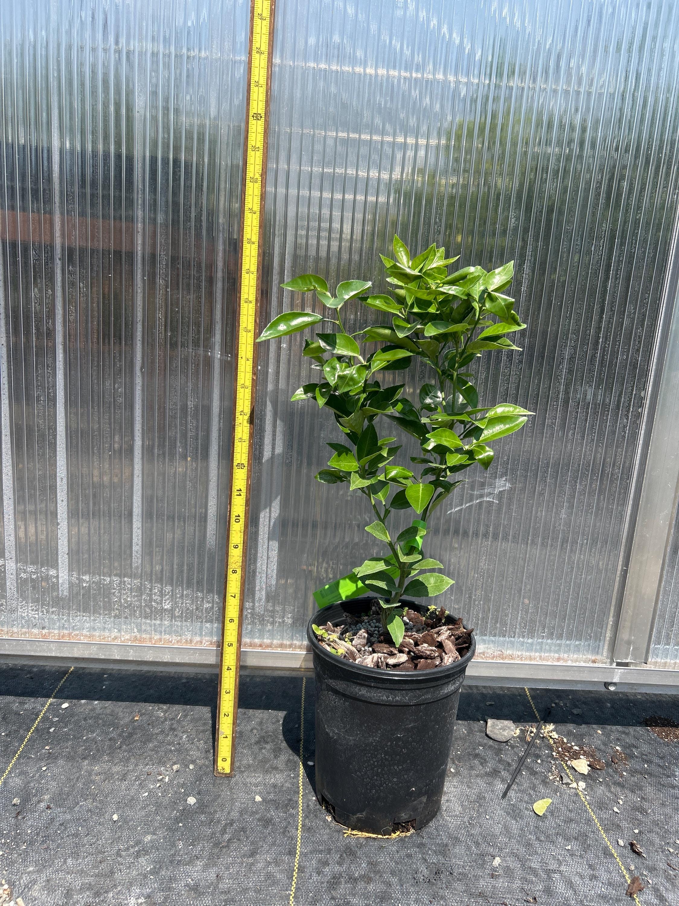 Sudachi (Yuzu Hybrid)