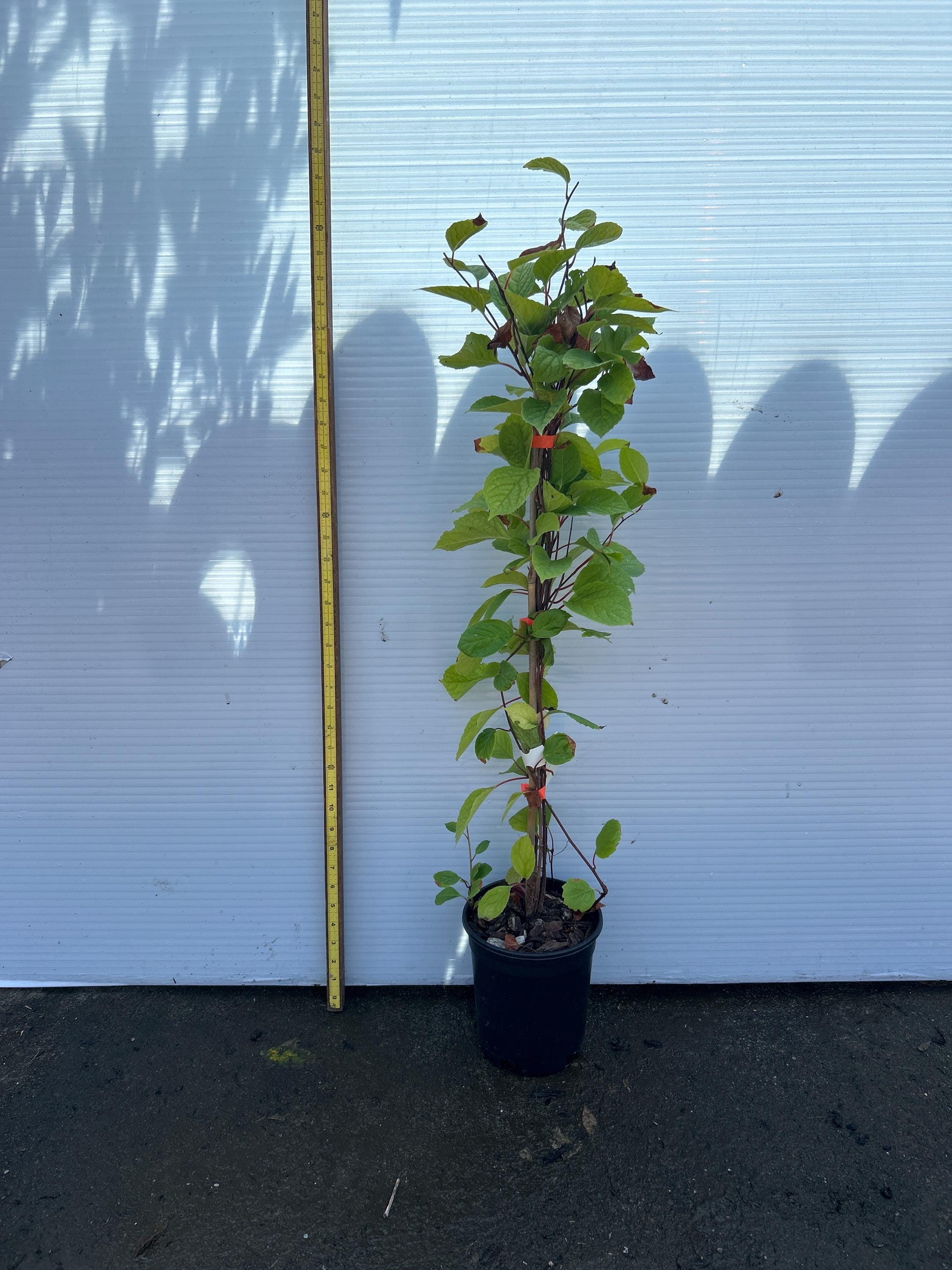Schisandra Vine (Eastern Prince)