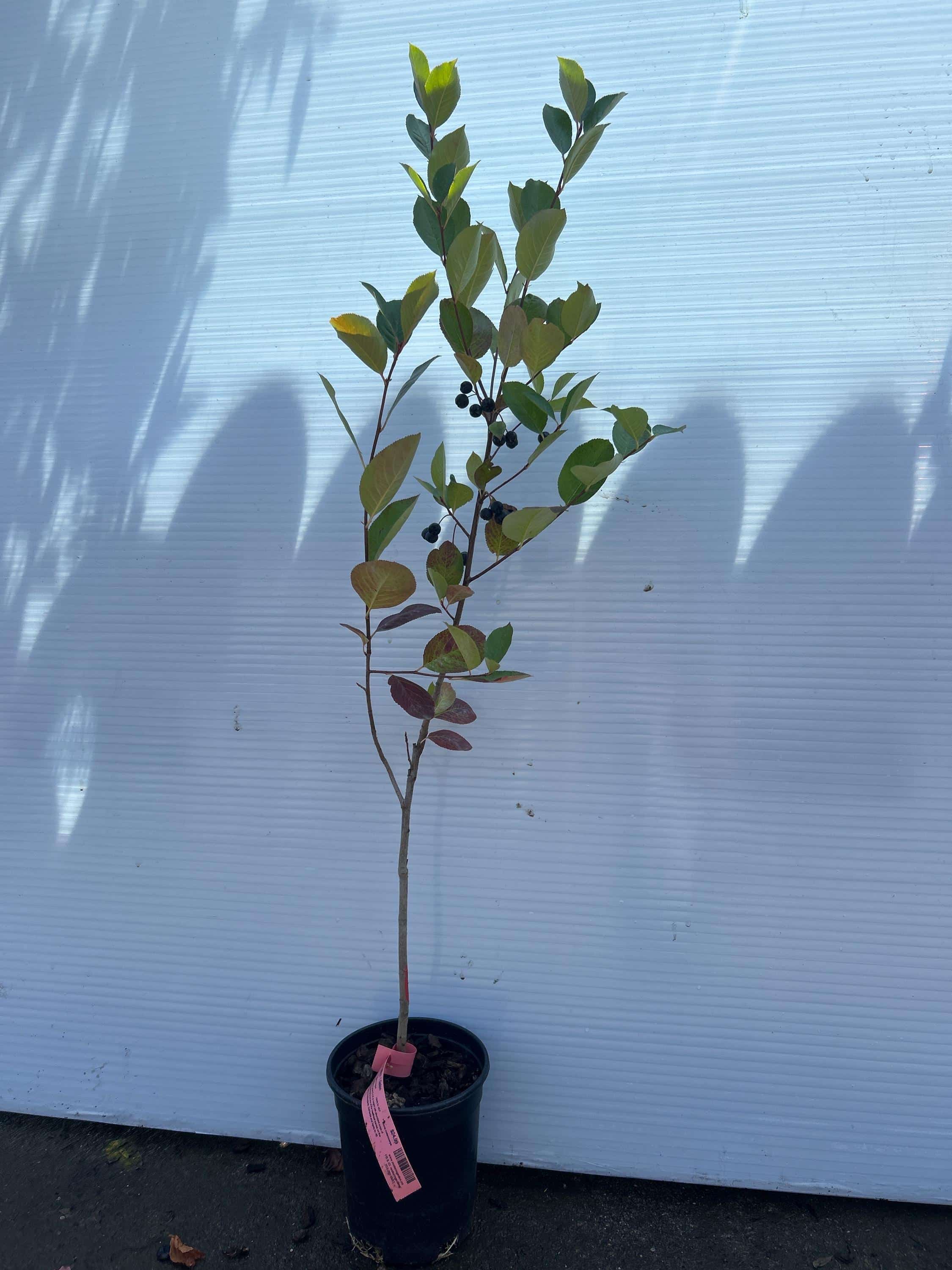 Aronia Berry (Nero)