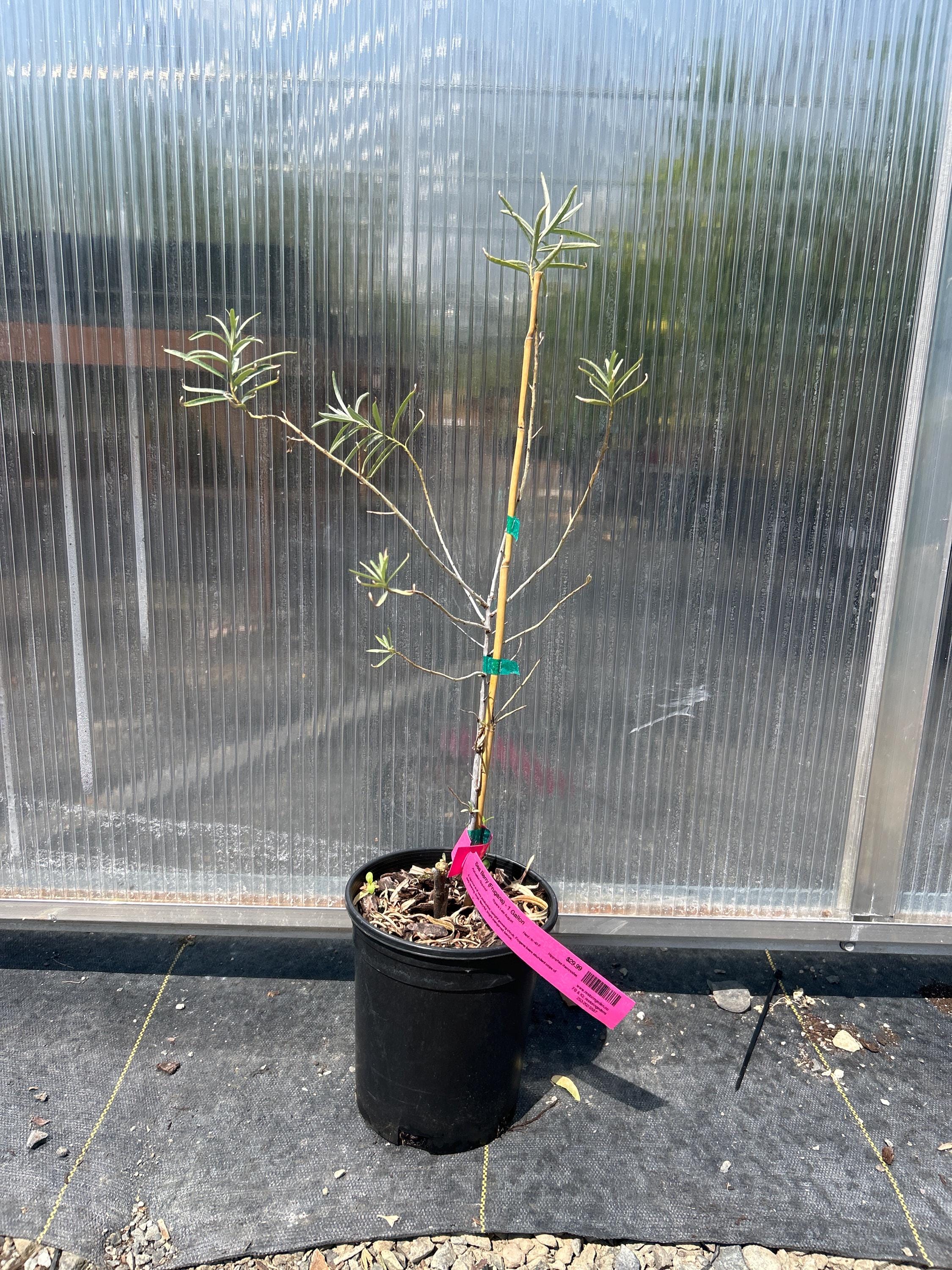 Seaberry (Sea Buckthorn) Frugana
