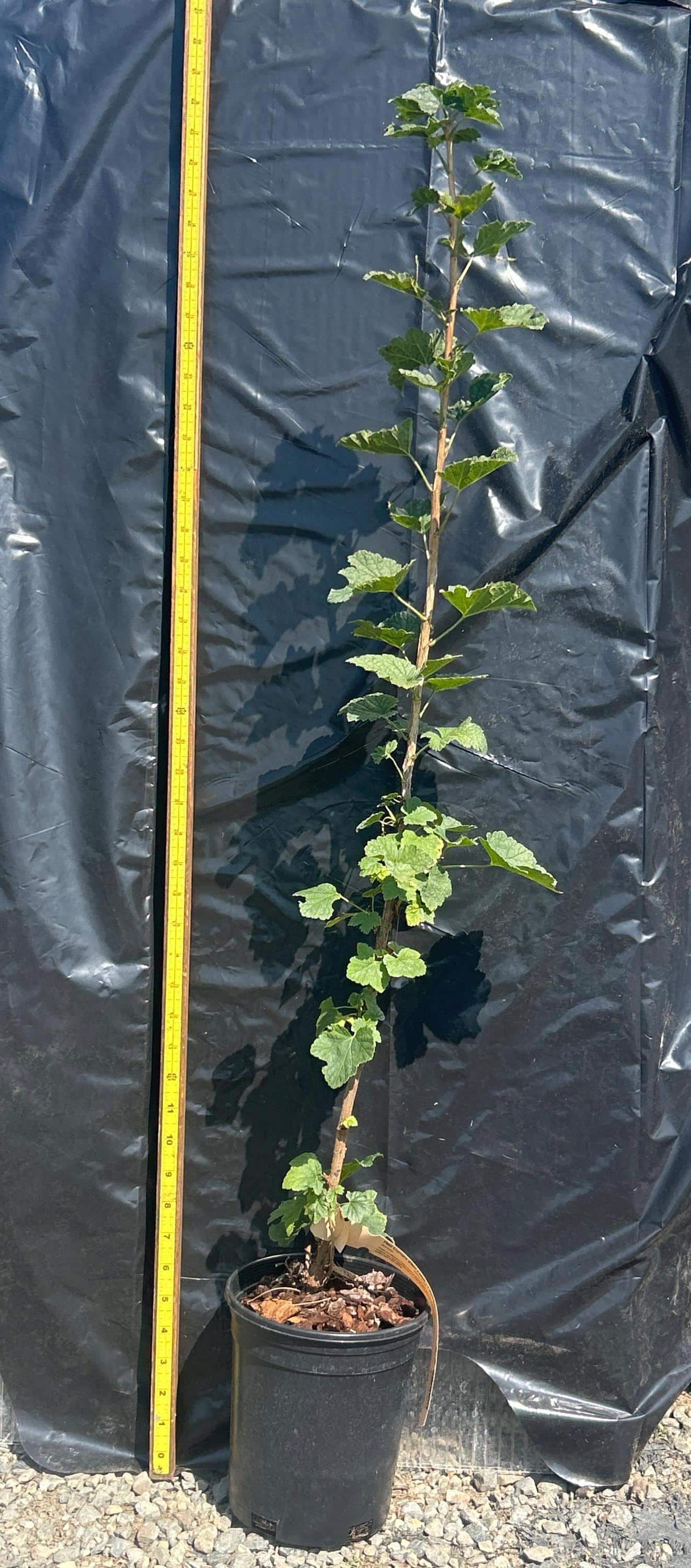 Red Currant (Red Lake)