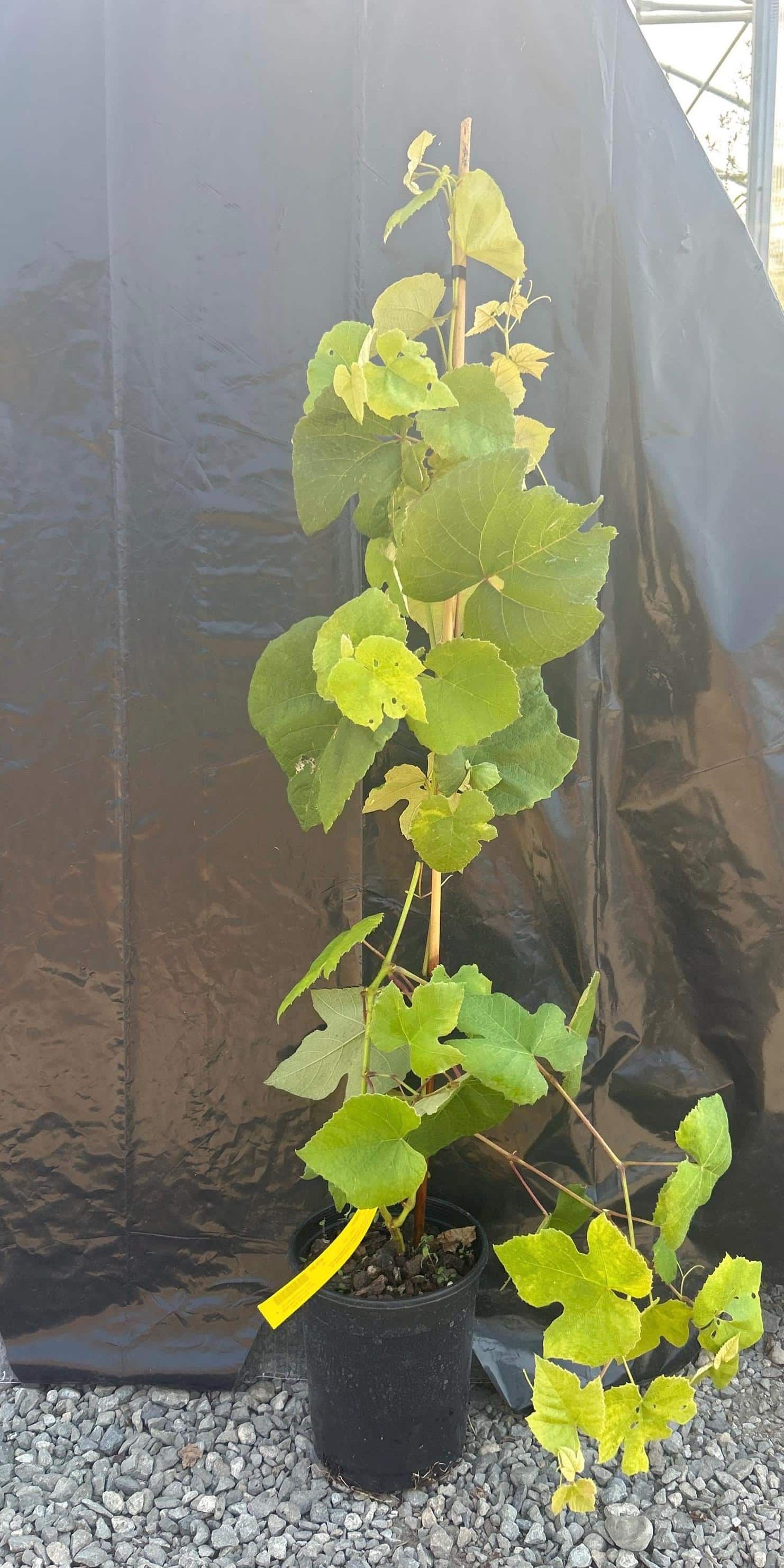 Grape Vine (NY 47616)