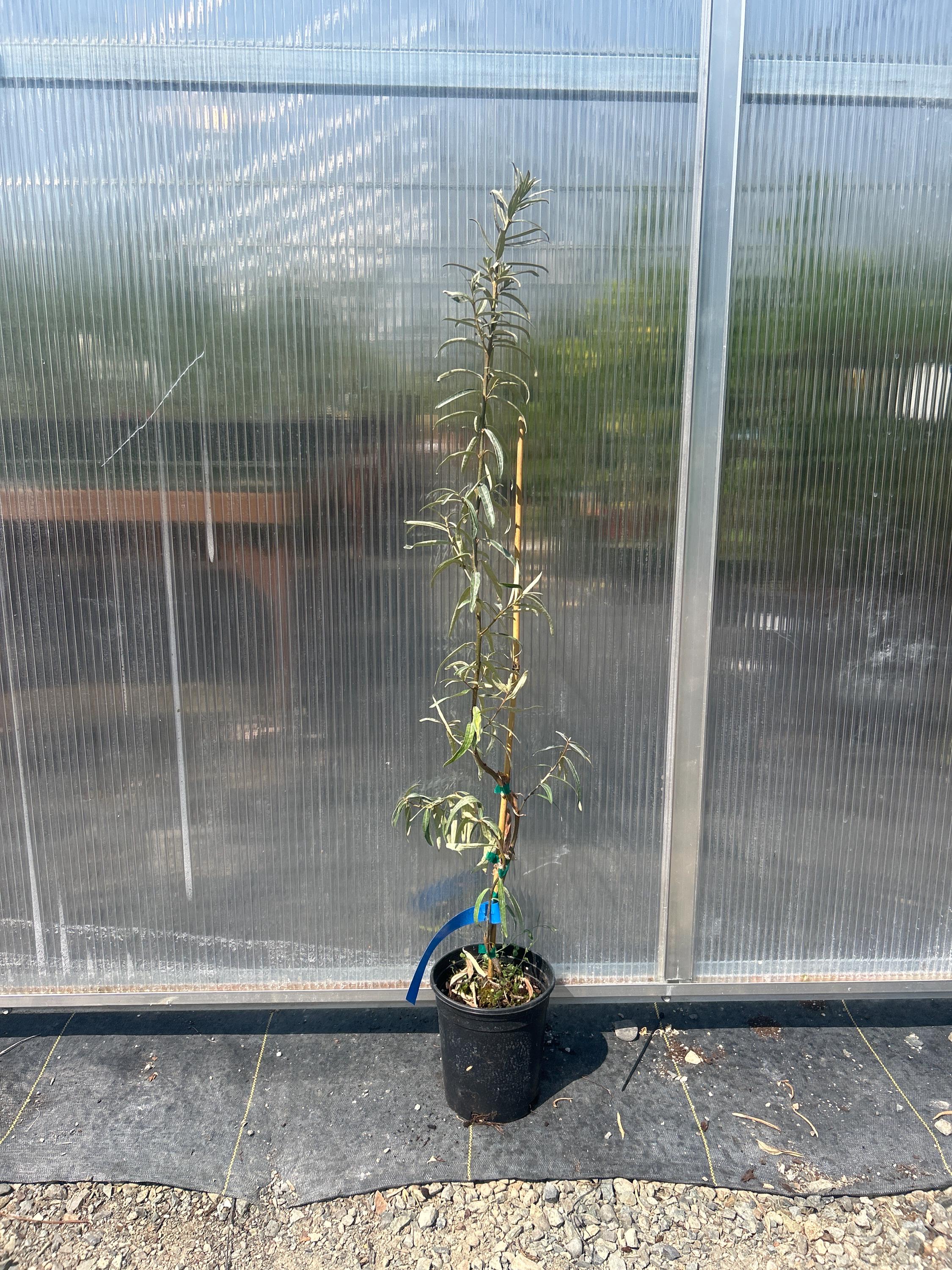 Seaberry (Sea Buckthorn) – Botanica